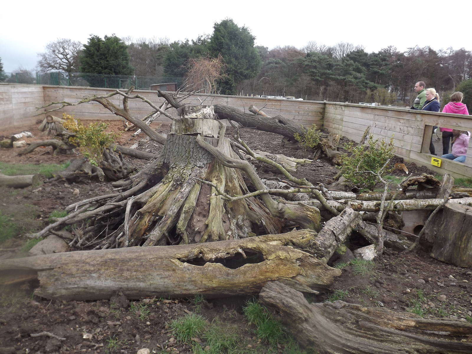 Meerkat enclosure at Yorkshire Wildlife Park 18/02/12