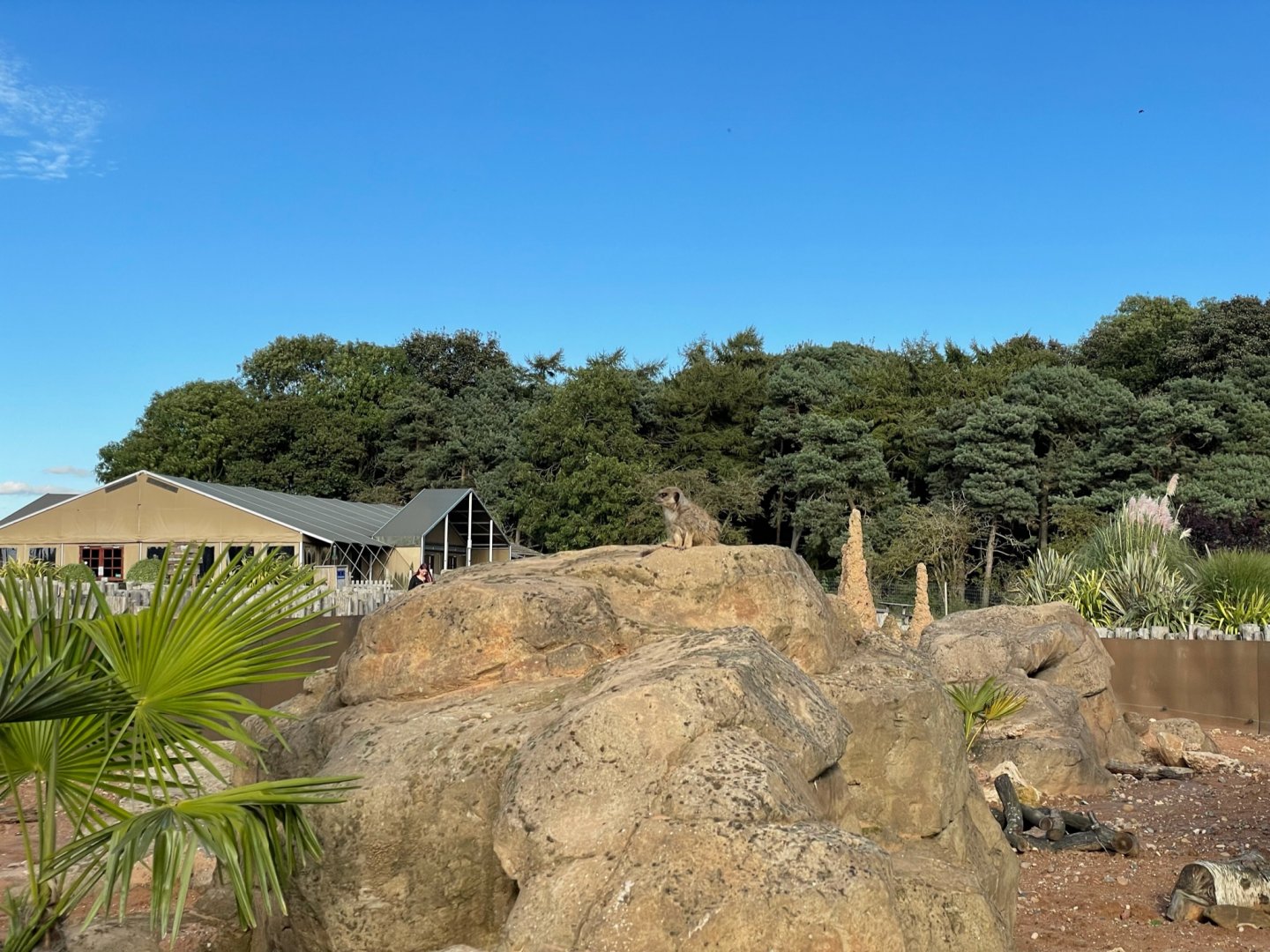 Meerkat Enclosure at Yorkshire Wildlife Park (October 2021)