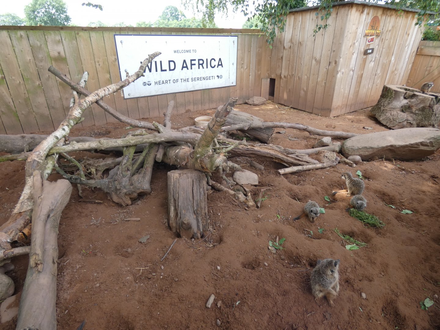 Meerkat enclosure in 'Wild Africa'