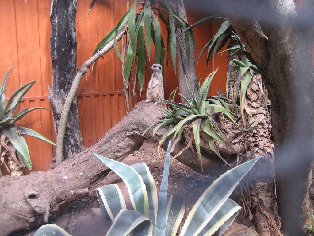 Meerkat enclosure interior
