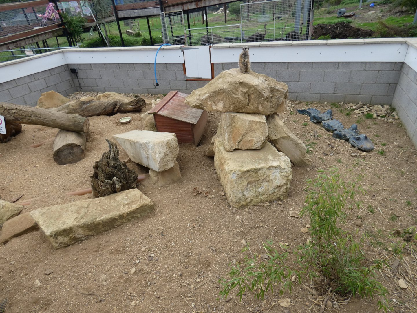 Meerkat enclosure (Johnson's of Old Hurst)