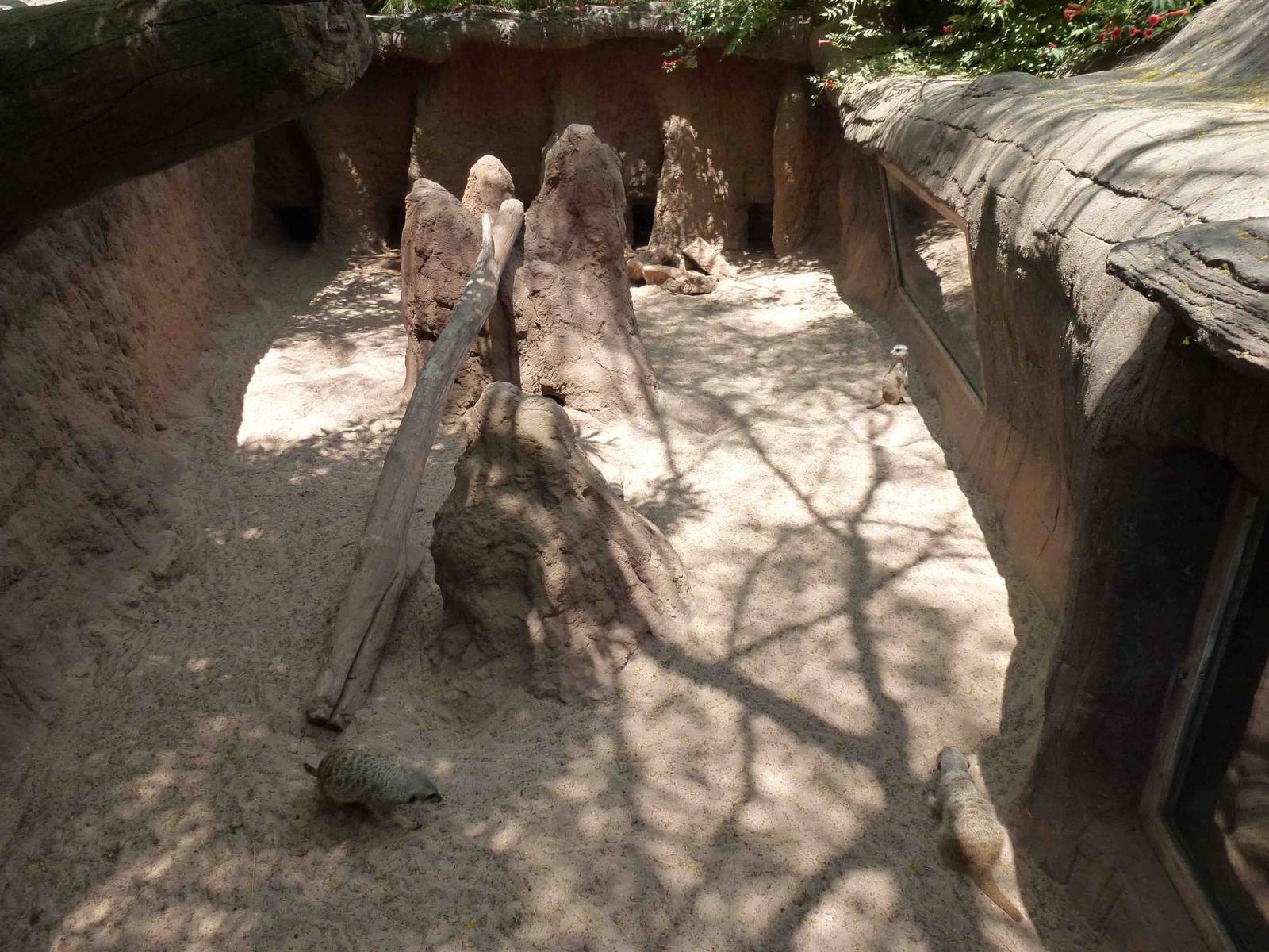 Meerkat enclosure, July 2013.