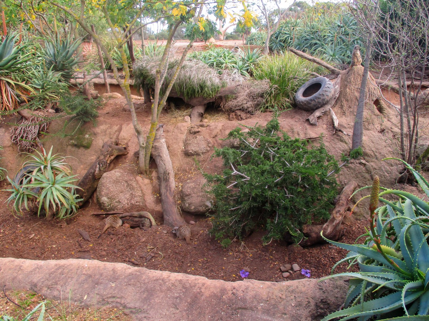 Meerkat Enclosure - June 2016