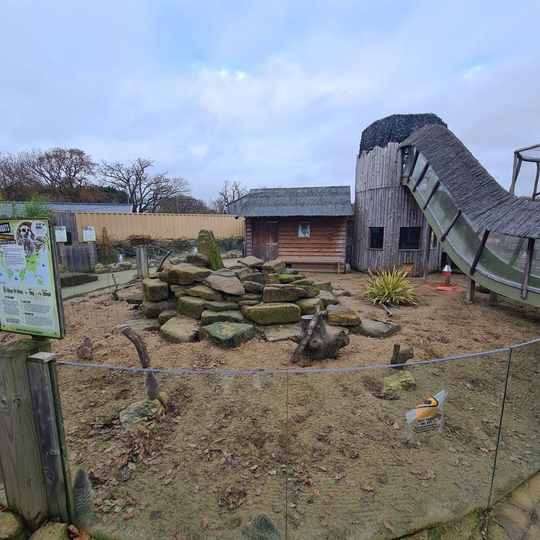 Meerkat Enclosure, Knockhatch