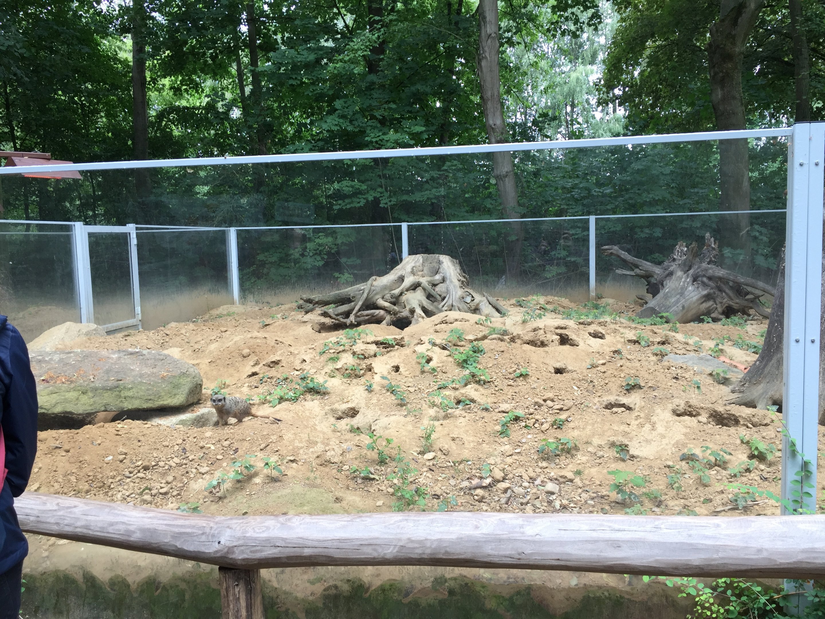 Meerkat enclosure | New 2019
