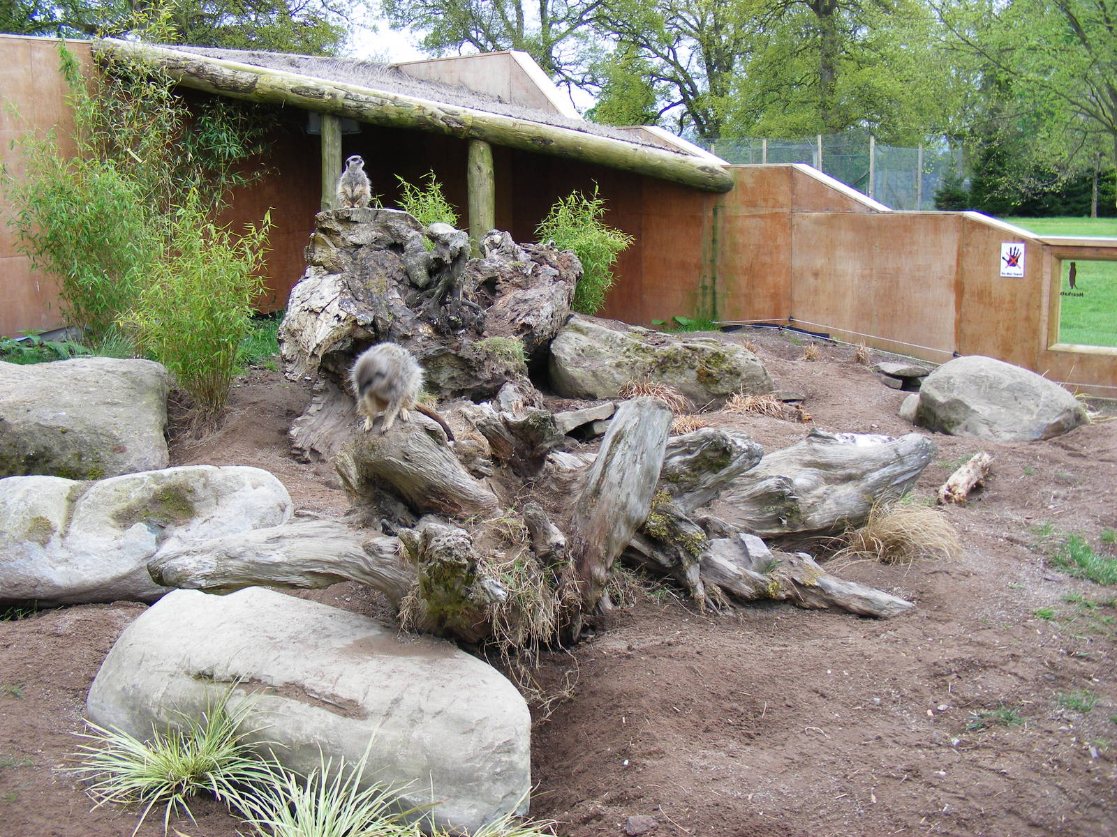 Meerkat enclosure (no. 1) at Blair Drummond Safari Park, 19 May 2010