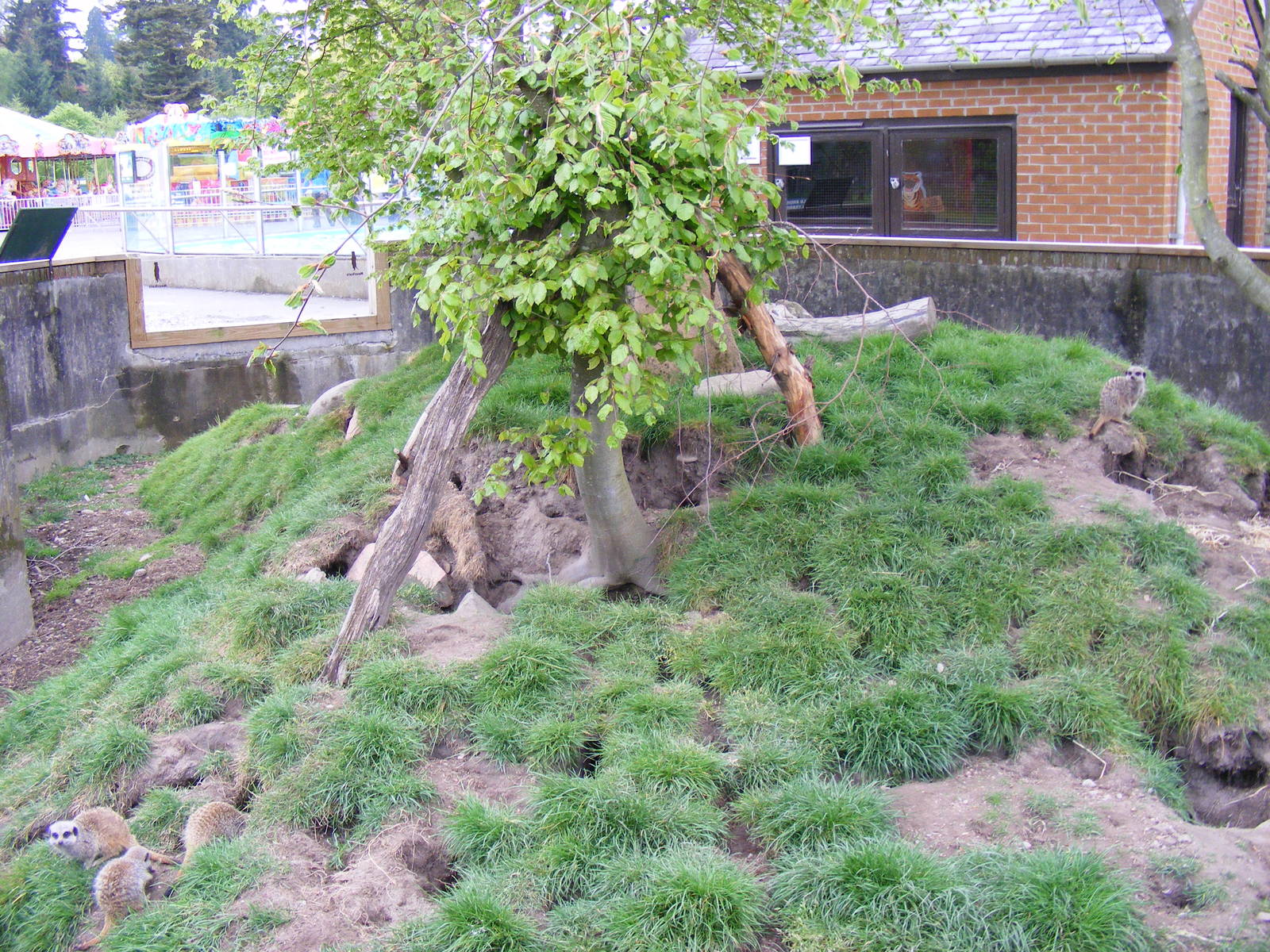 Meerkat enclosure (no. 2) at Blair Drummond Safari Park, 19 May 2010