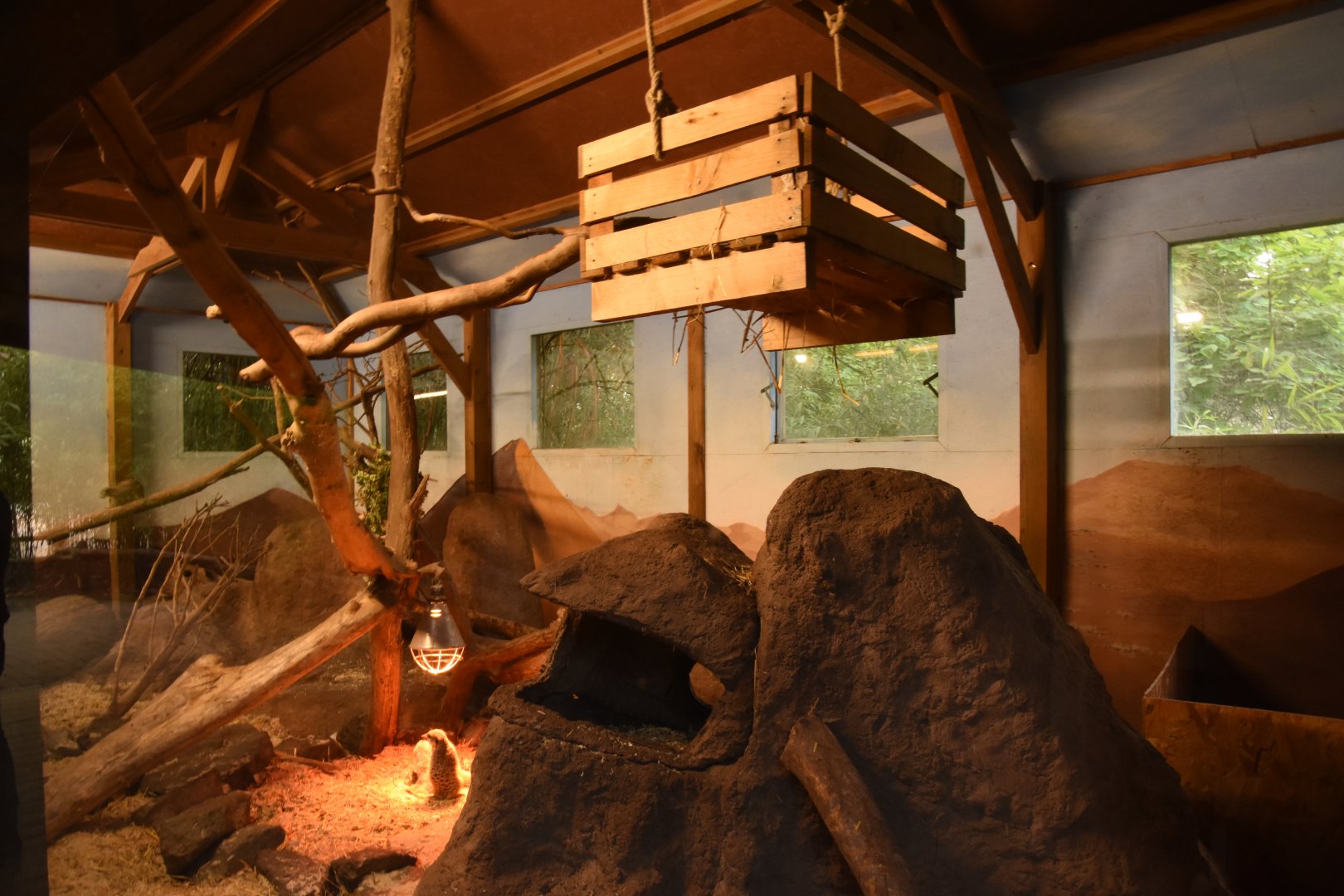 Meerkat enclosure (no outdoor access)