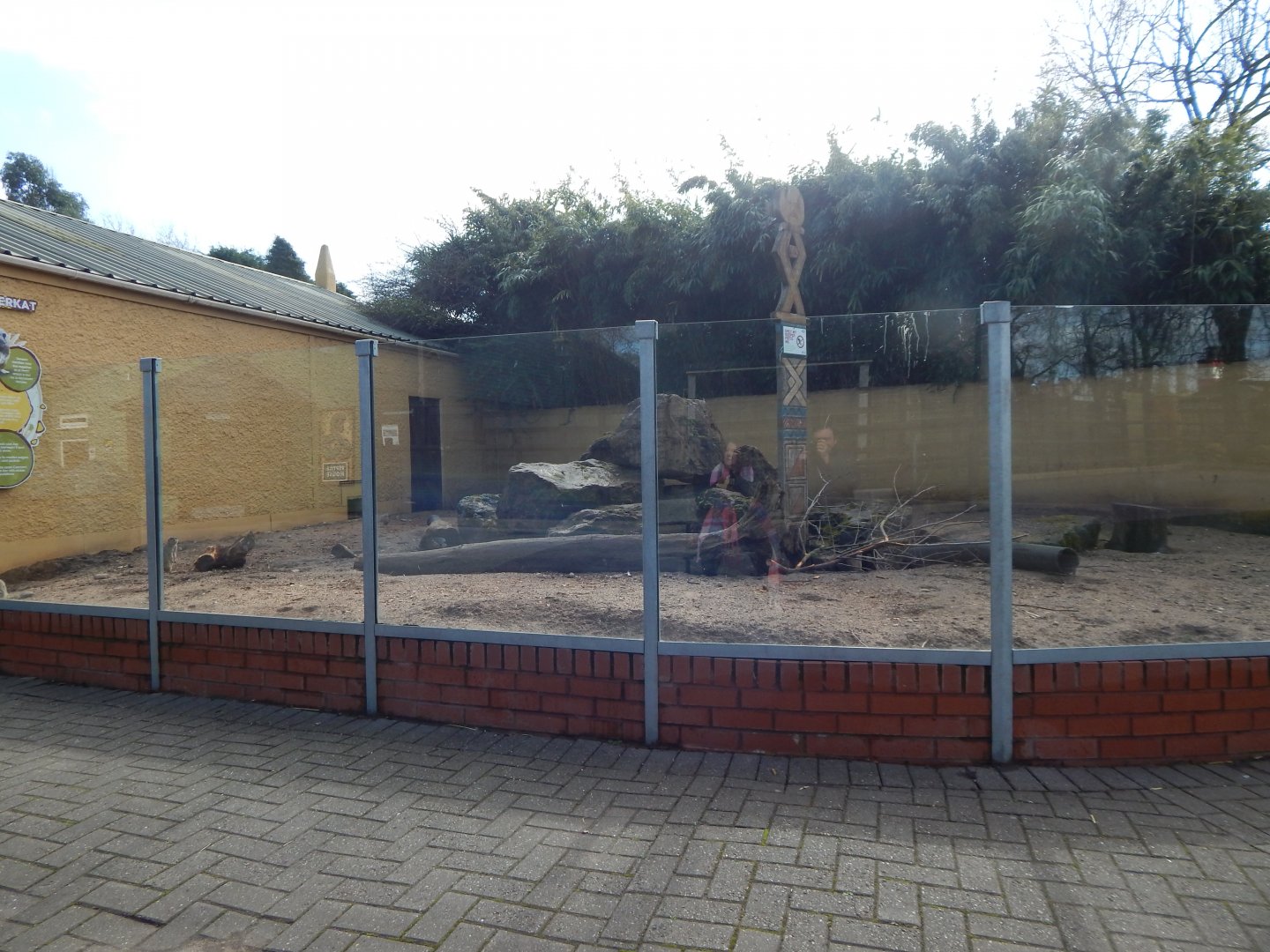 Meerkat enclosure - outdoors 040324