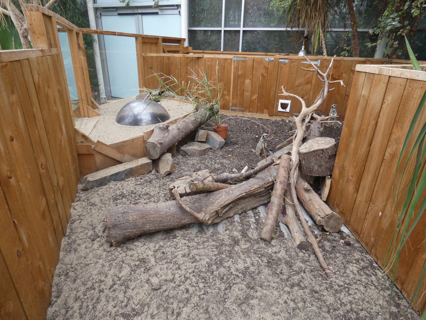 Meerkat enclosure (Plantasia Swansea)
