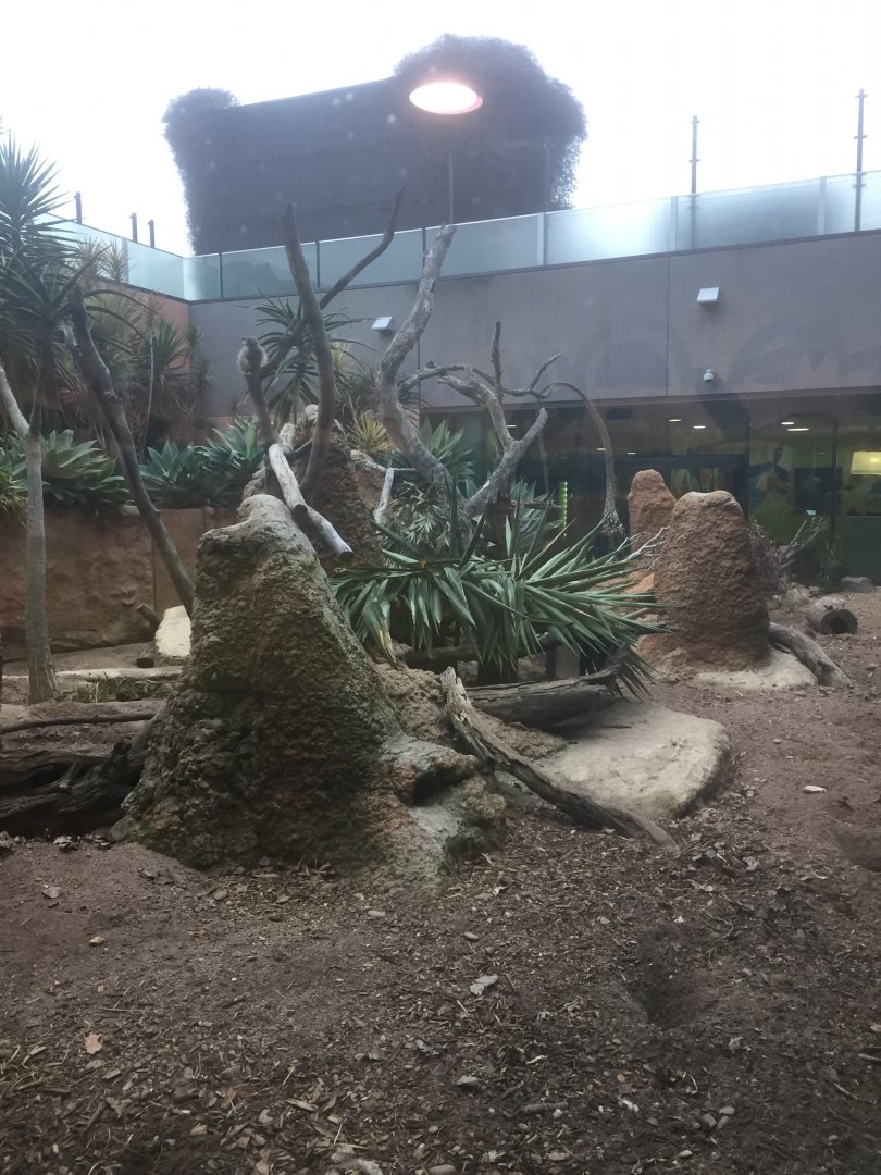 Meerkat Enclosure - Royal Children's Hospital Melbourne