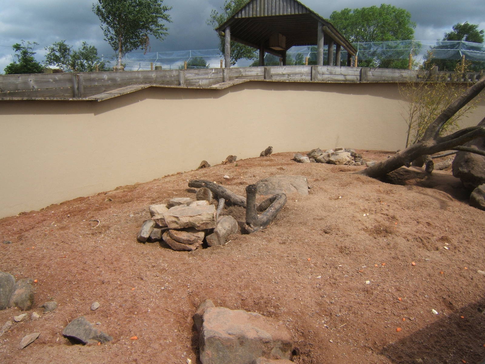 Meerkat enclosure un-changed from the days of Blackbrook
