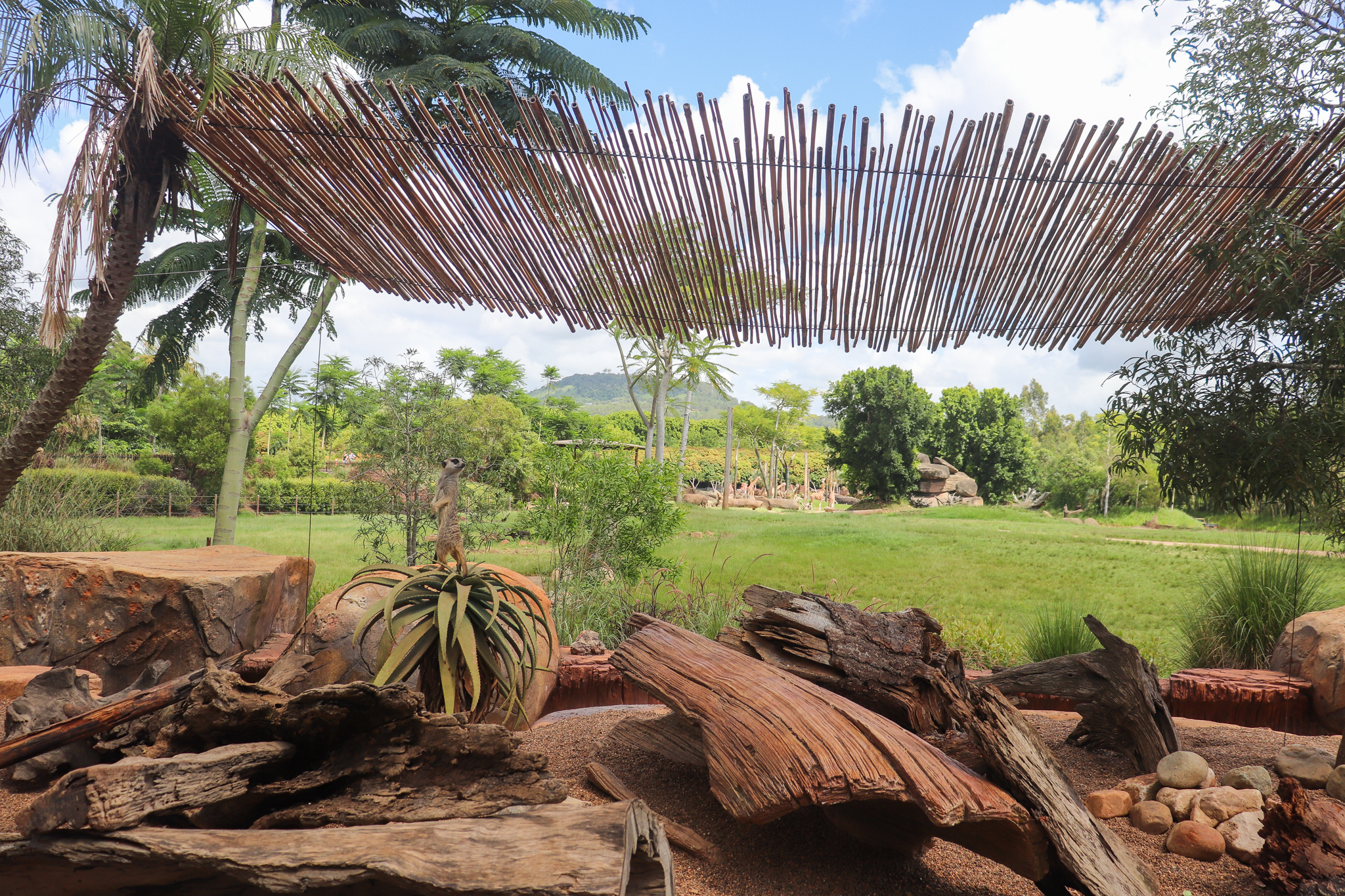 Meerkat Enclosure - View of African Savannah Enclosure