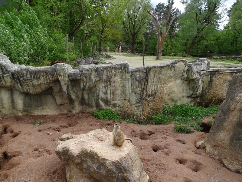 Meerkat enclosure with giraffes in  the background