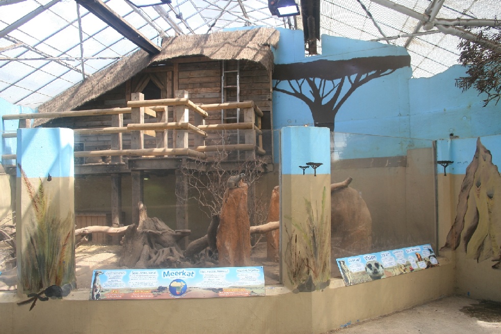 Meerkat enclosure