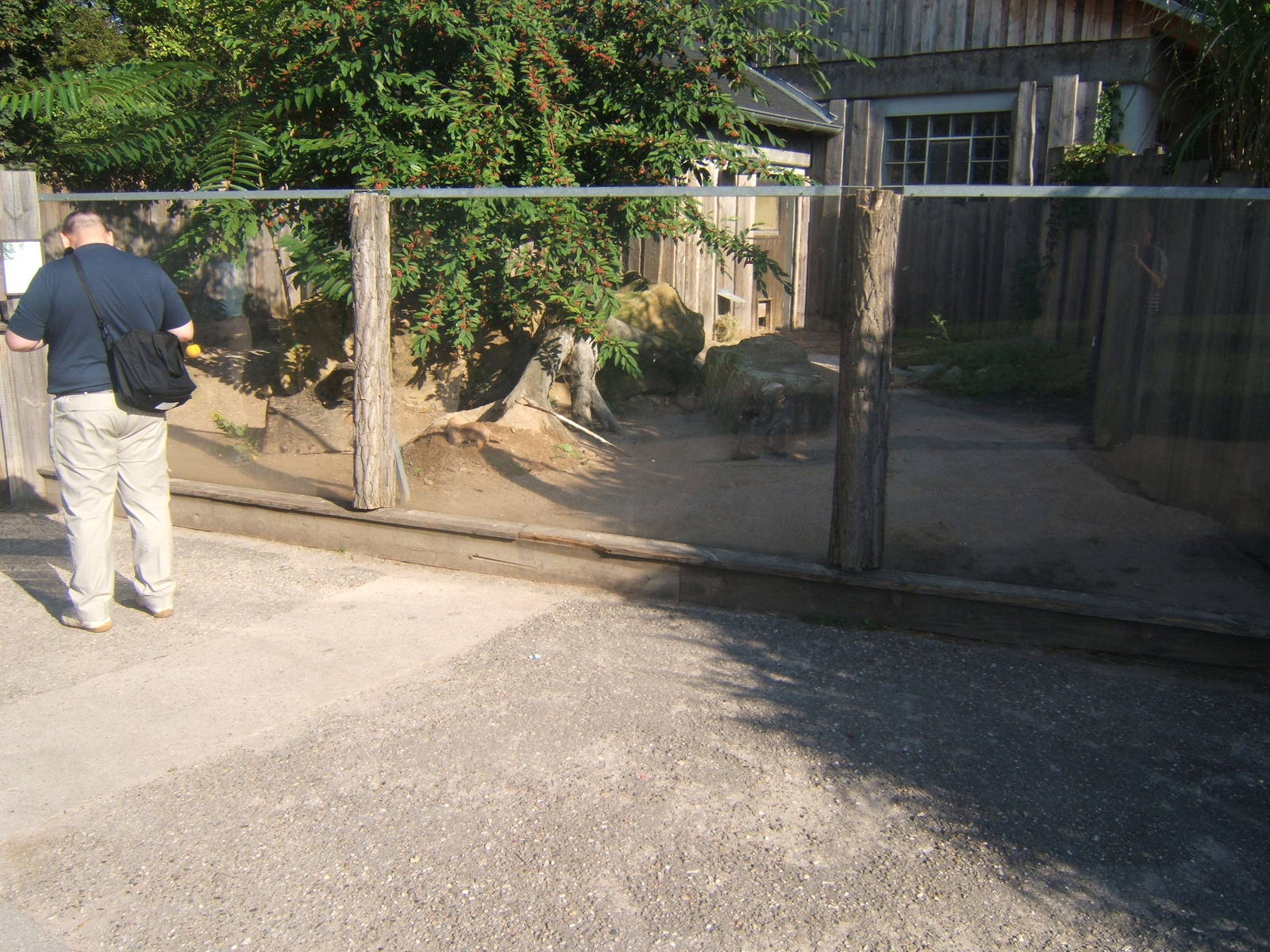 Meerkat enclosure