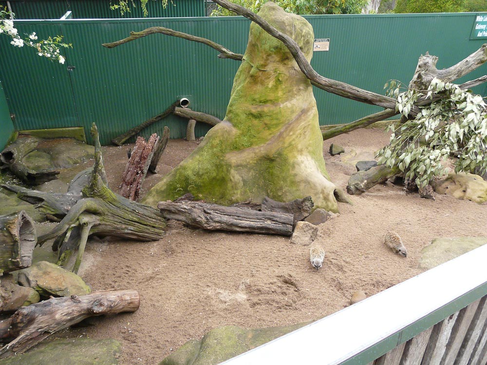 Meerkat enclosure