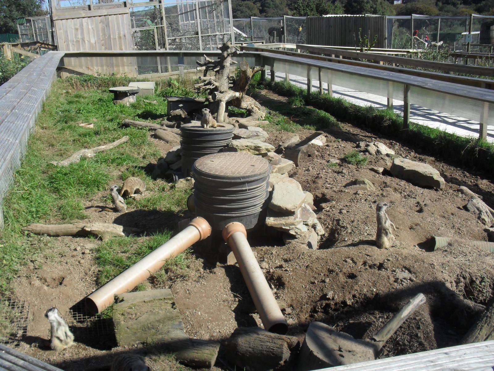 Meerkat Enclosure