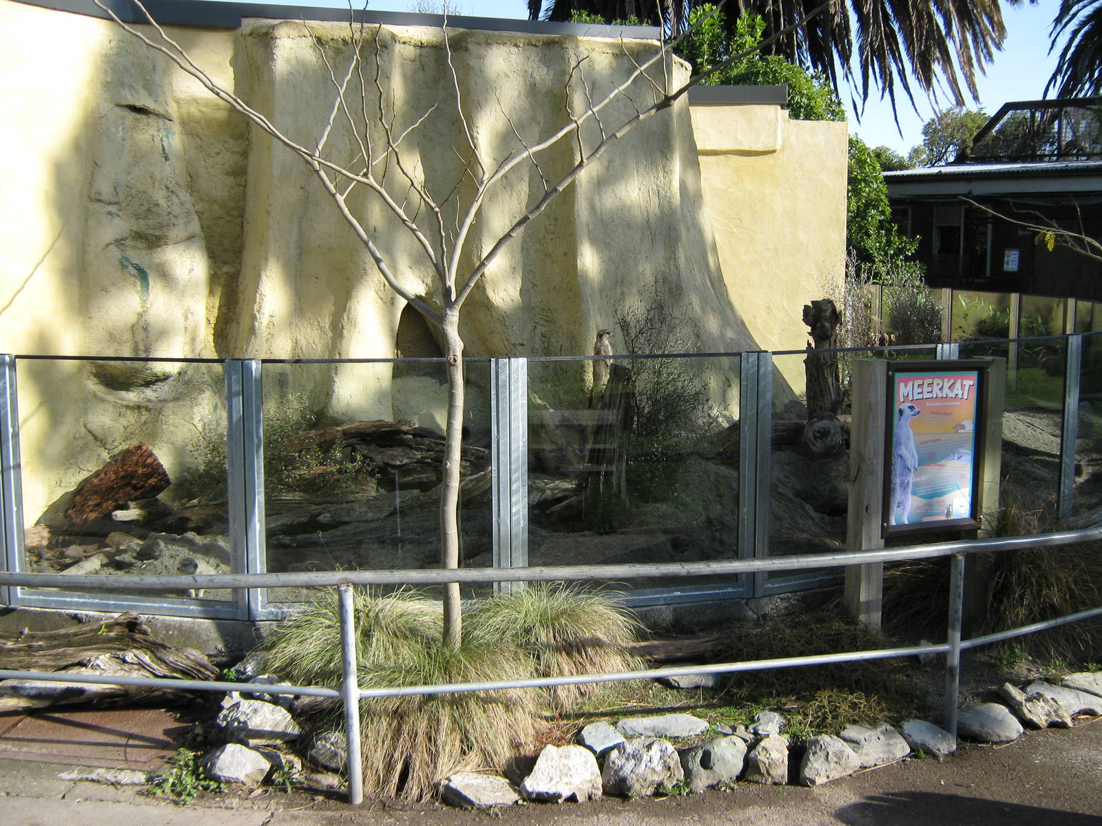 meerkat enclosure