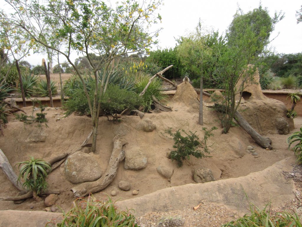 Meerkat enclosure