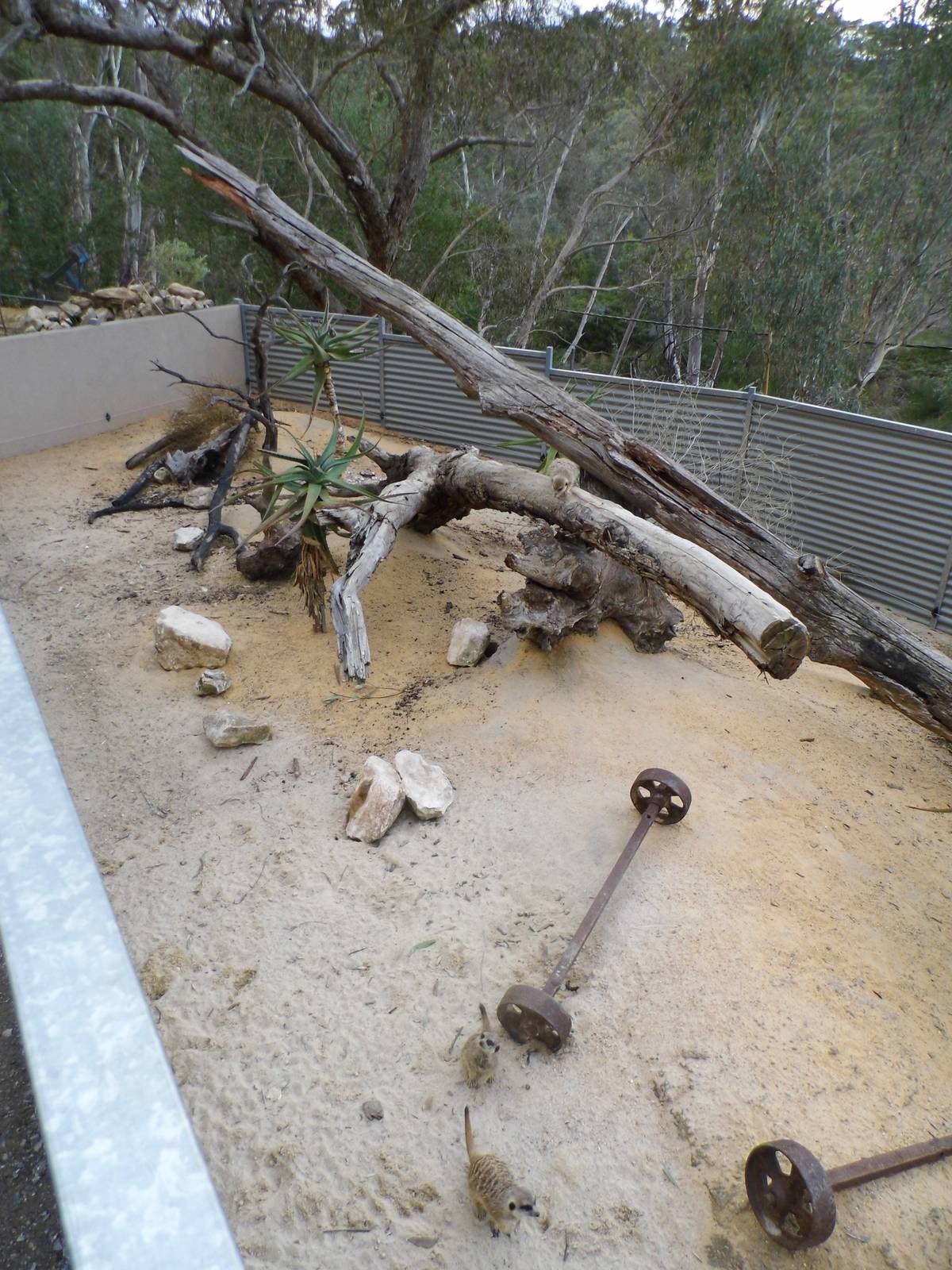 Meerkat enclosure