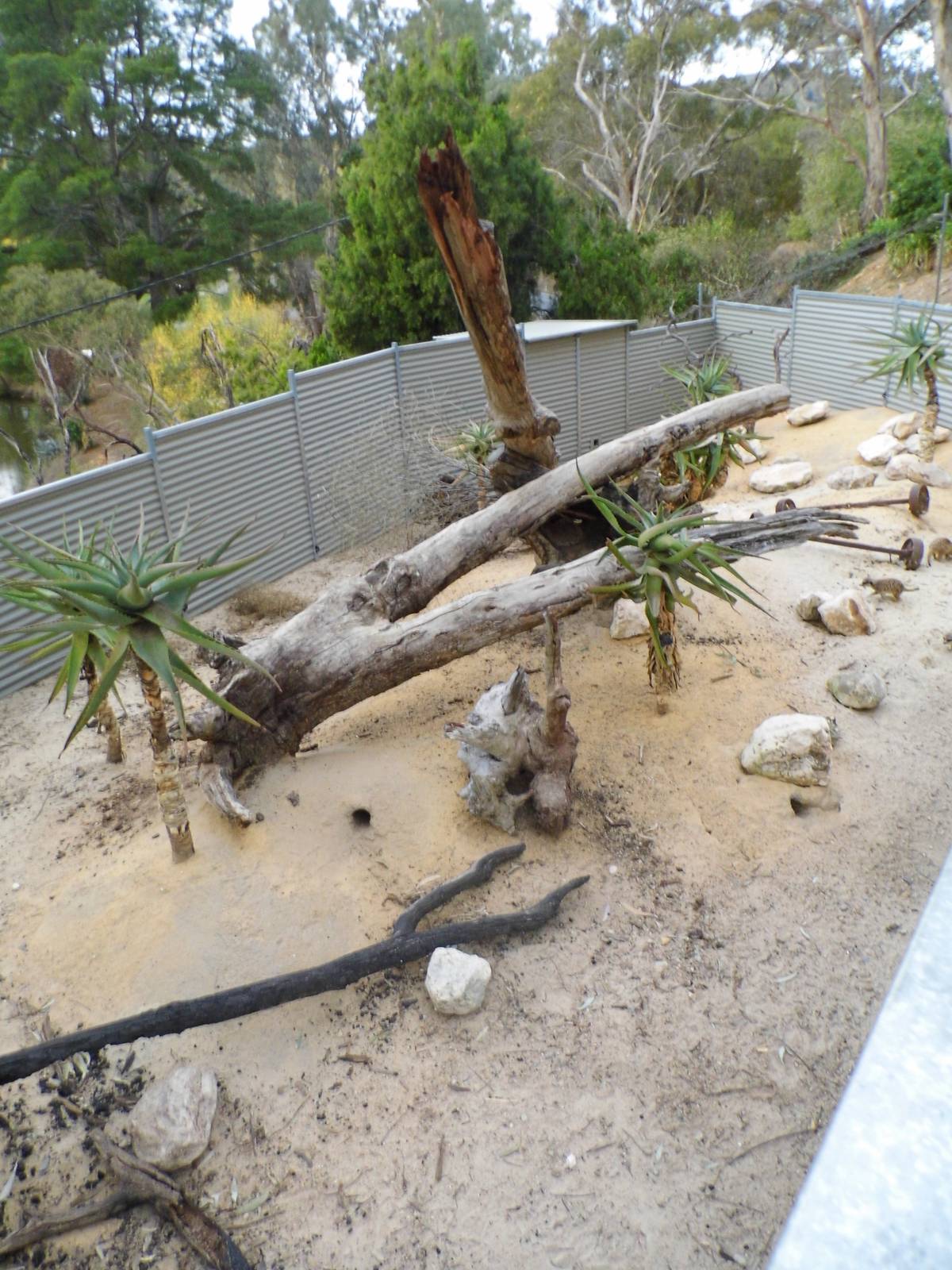 Meerkat enclosure