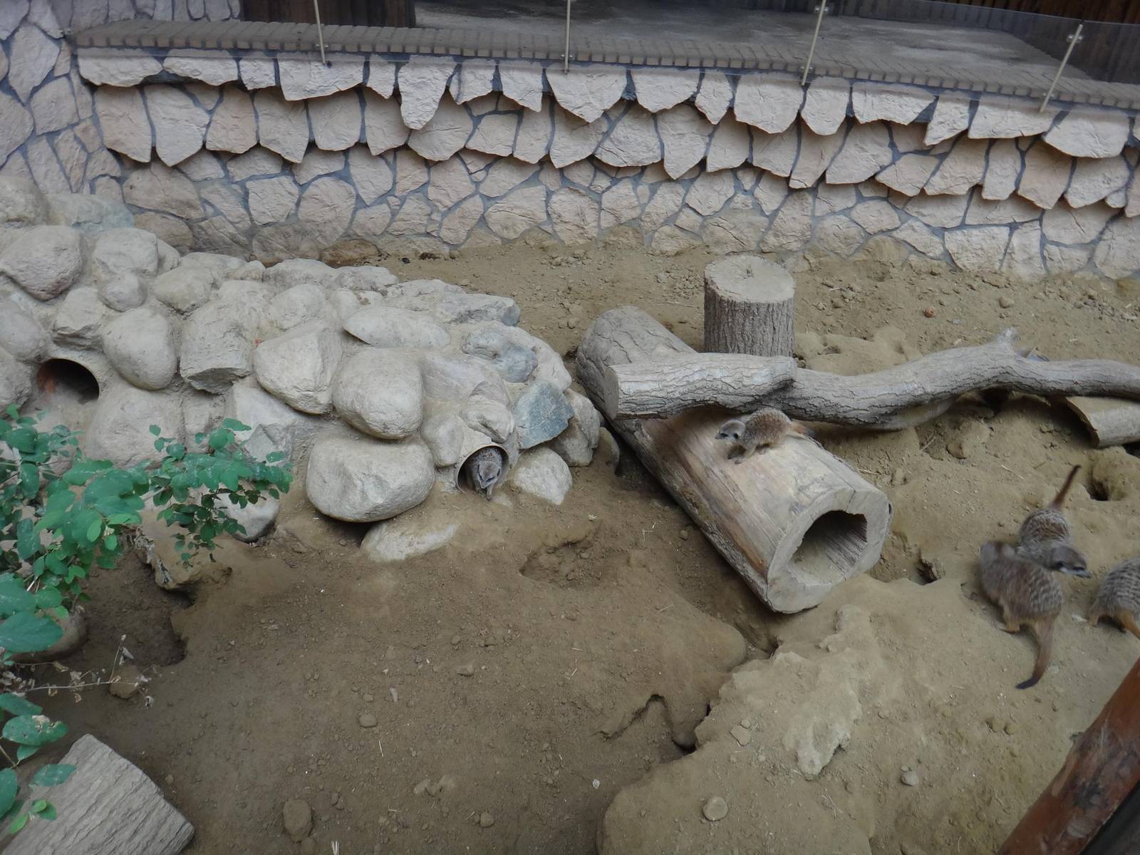 Meerkat enclosure