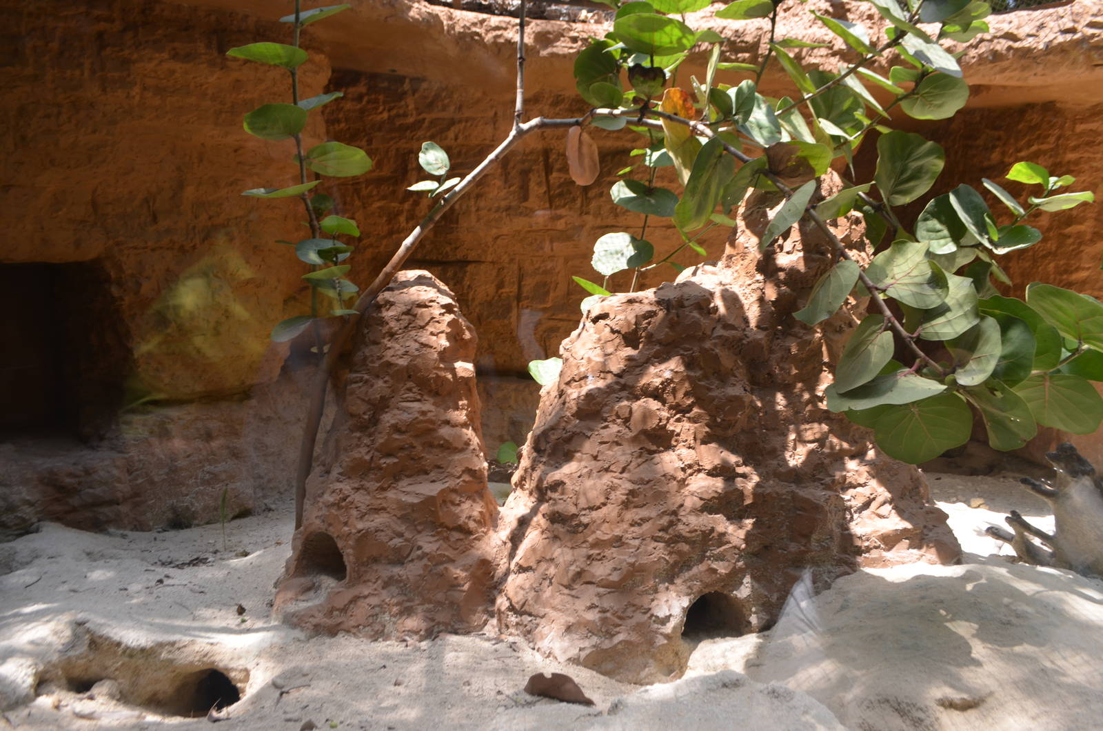 Meerkat enclosure