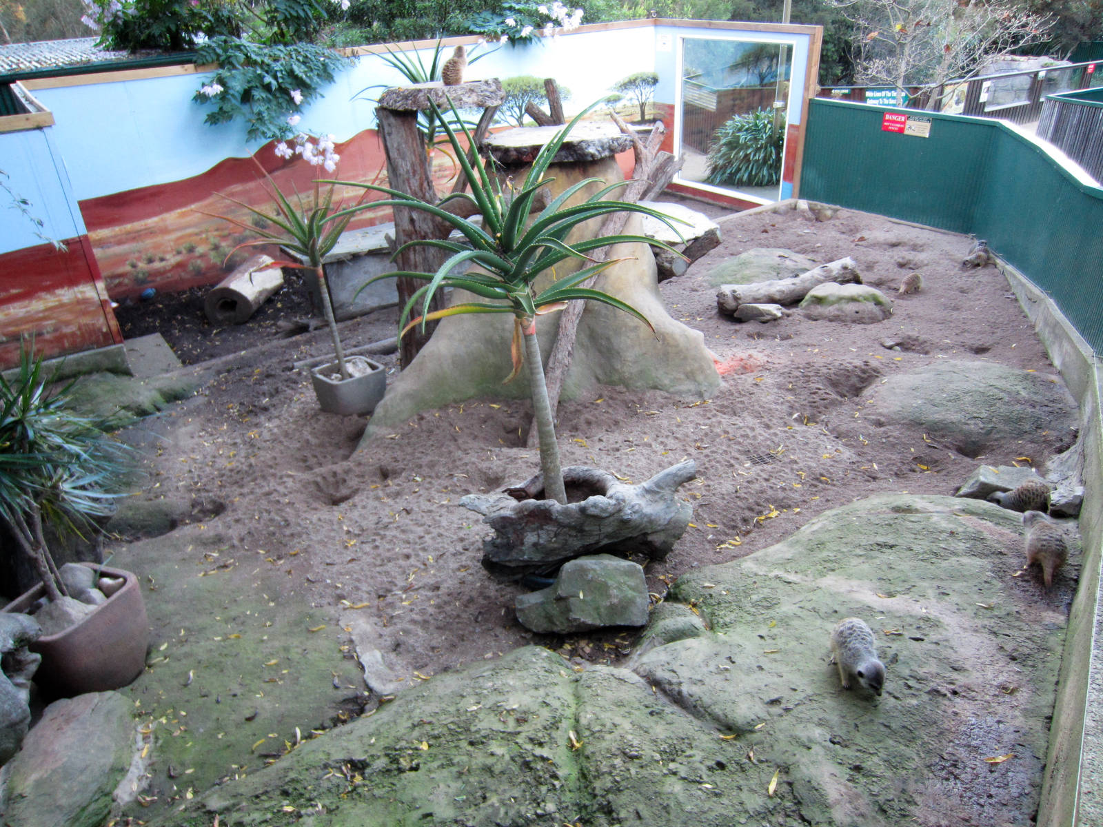 Meerkat enclosure