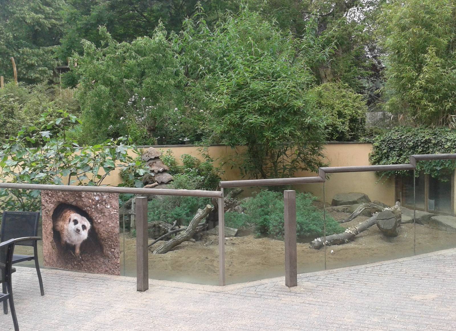 Meerkat enclosure
