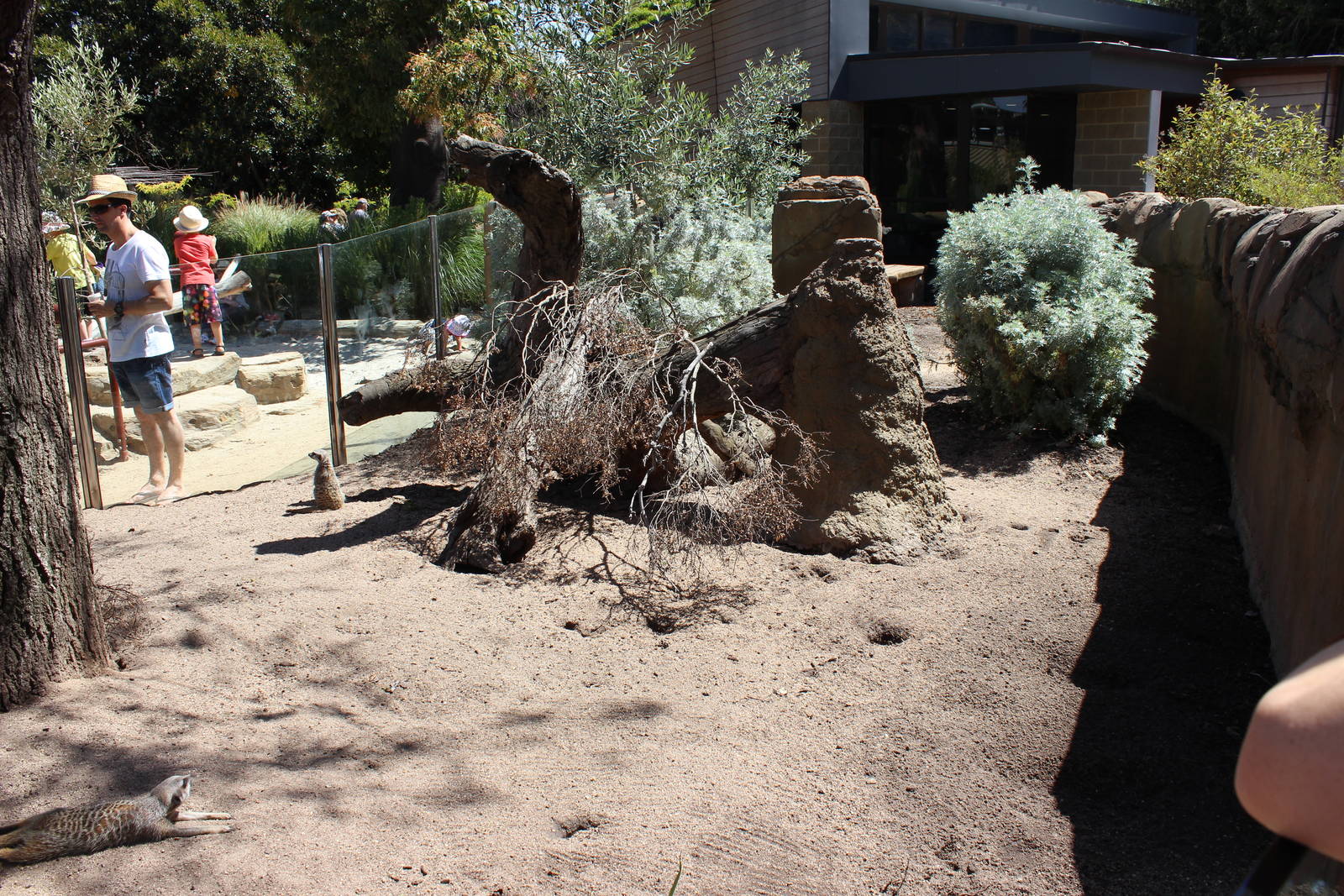 Meerkat Enclosure