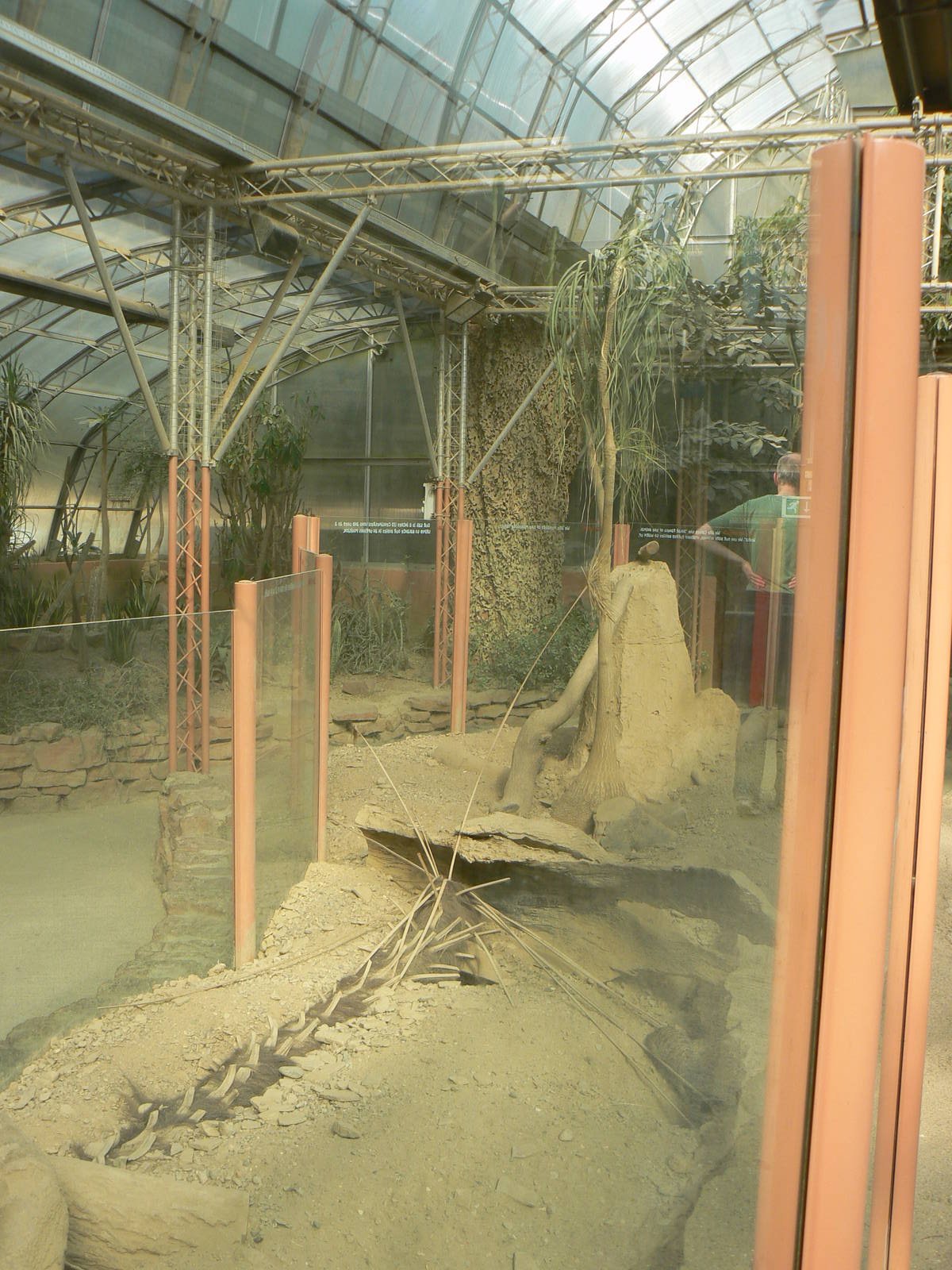 Meerkat Enclosure