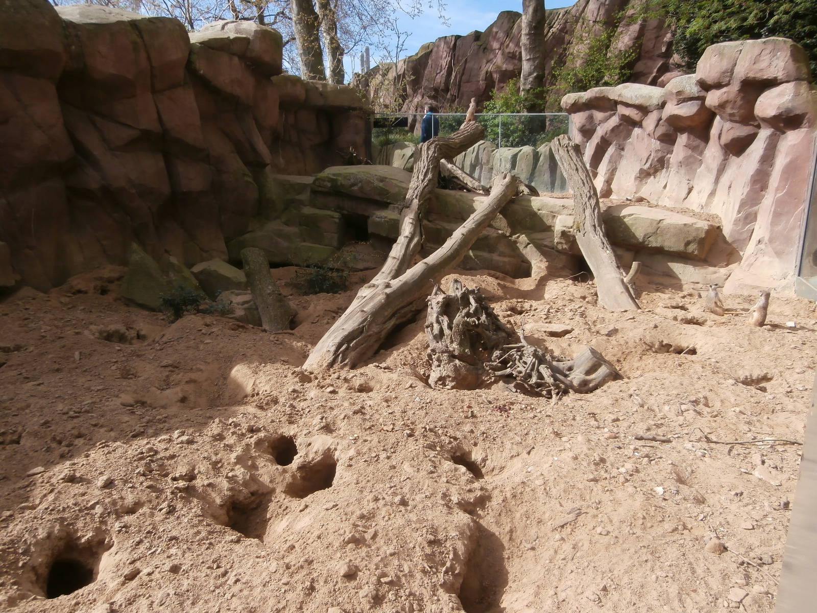 Meerkat enclosure