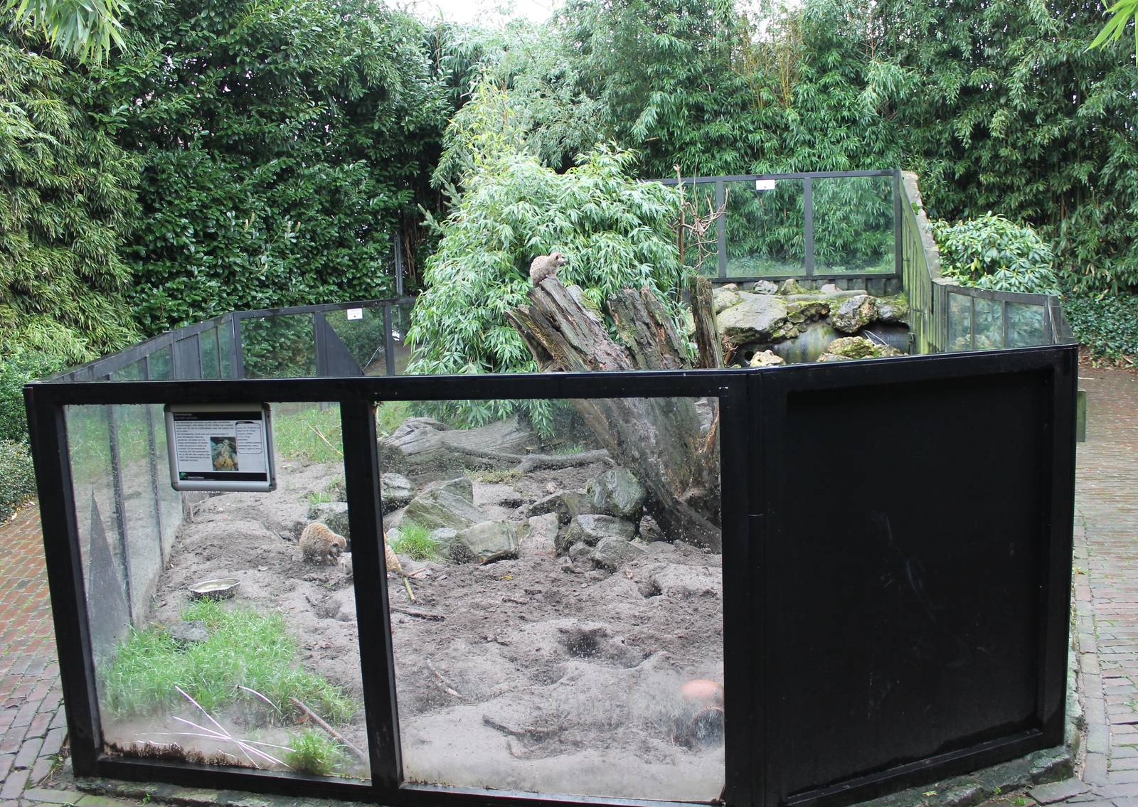 Meerkat enclosure