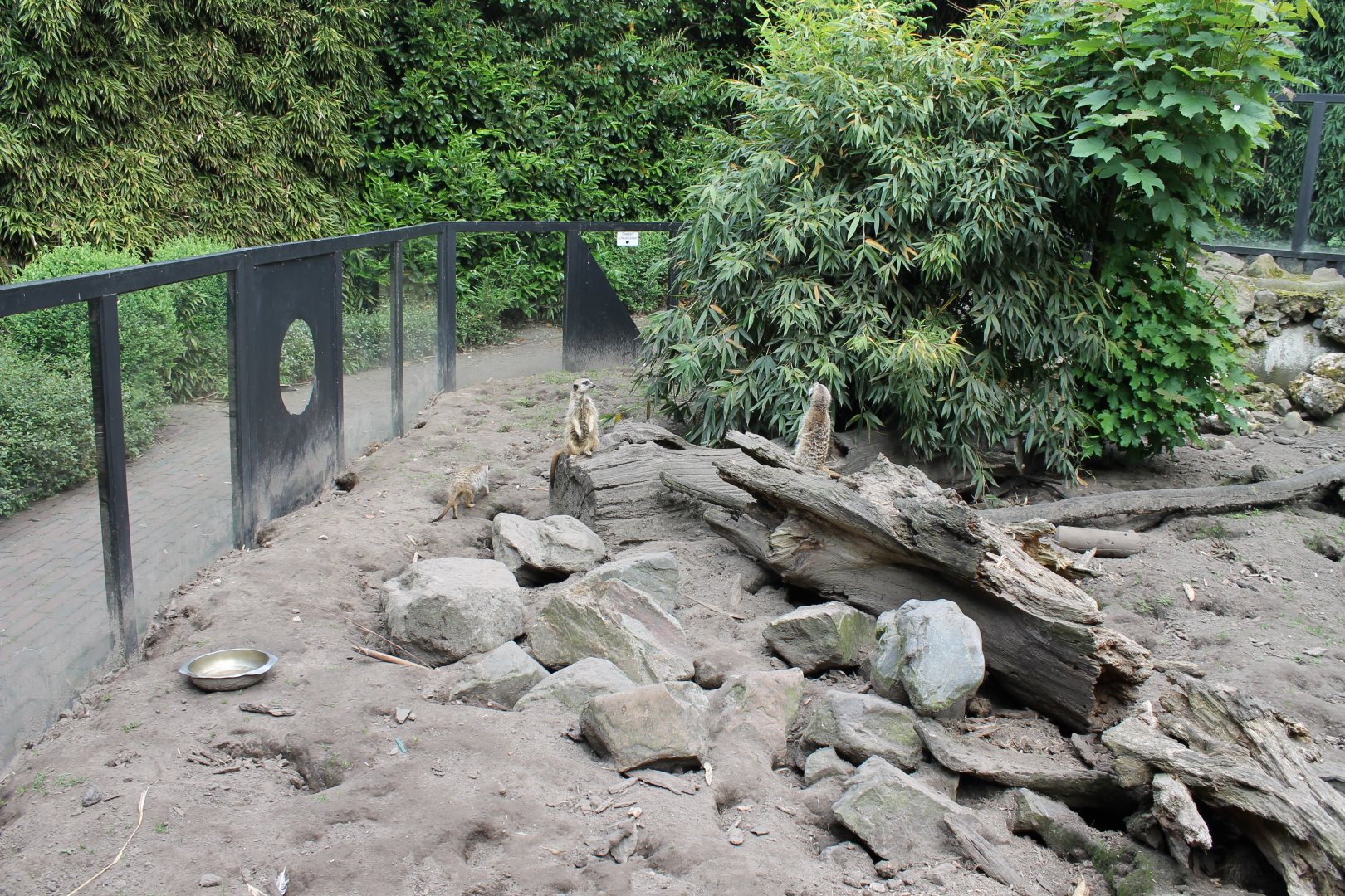 Meerkat-enclosure