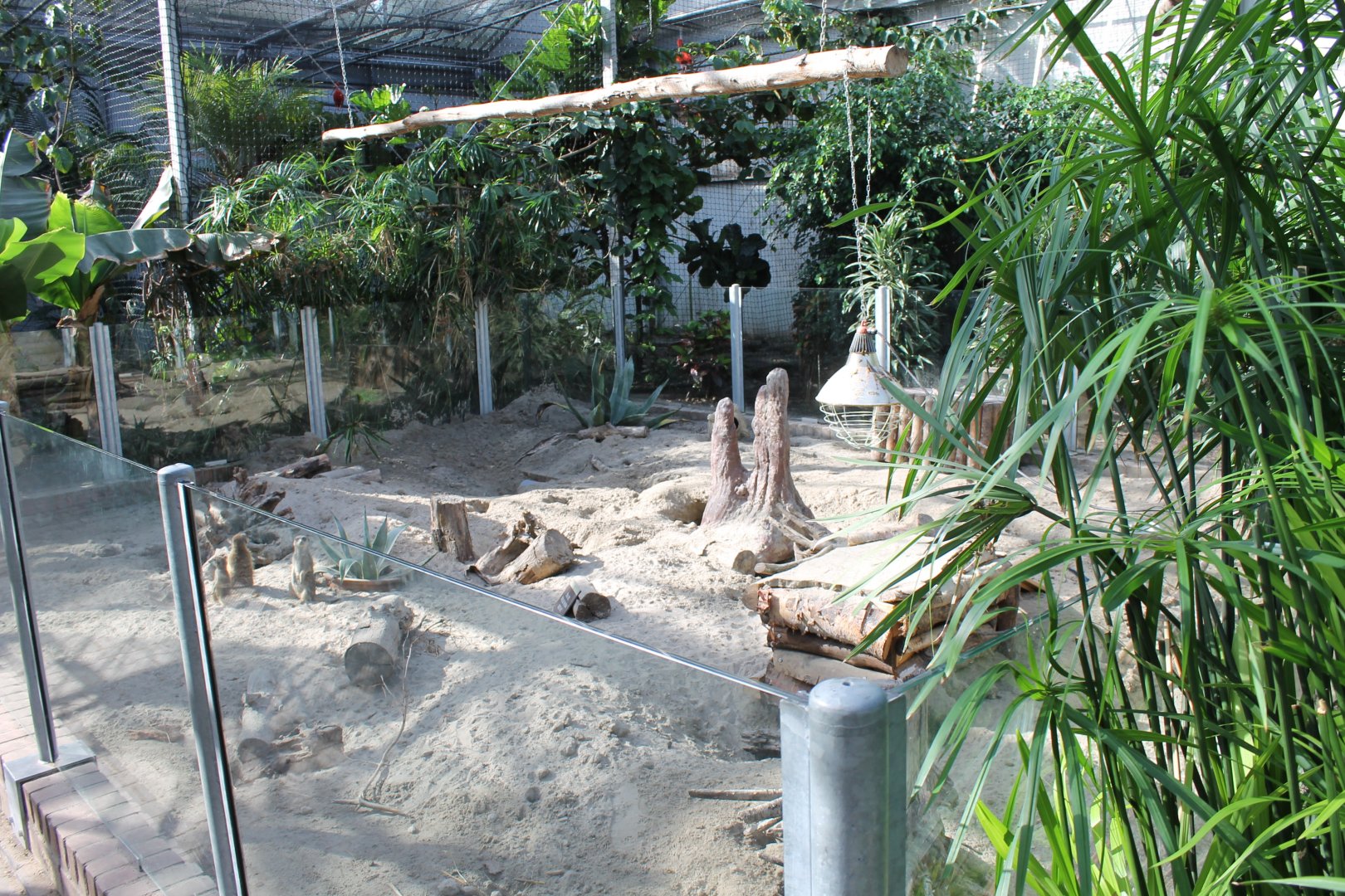 Meerkat-enclosure