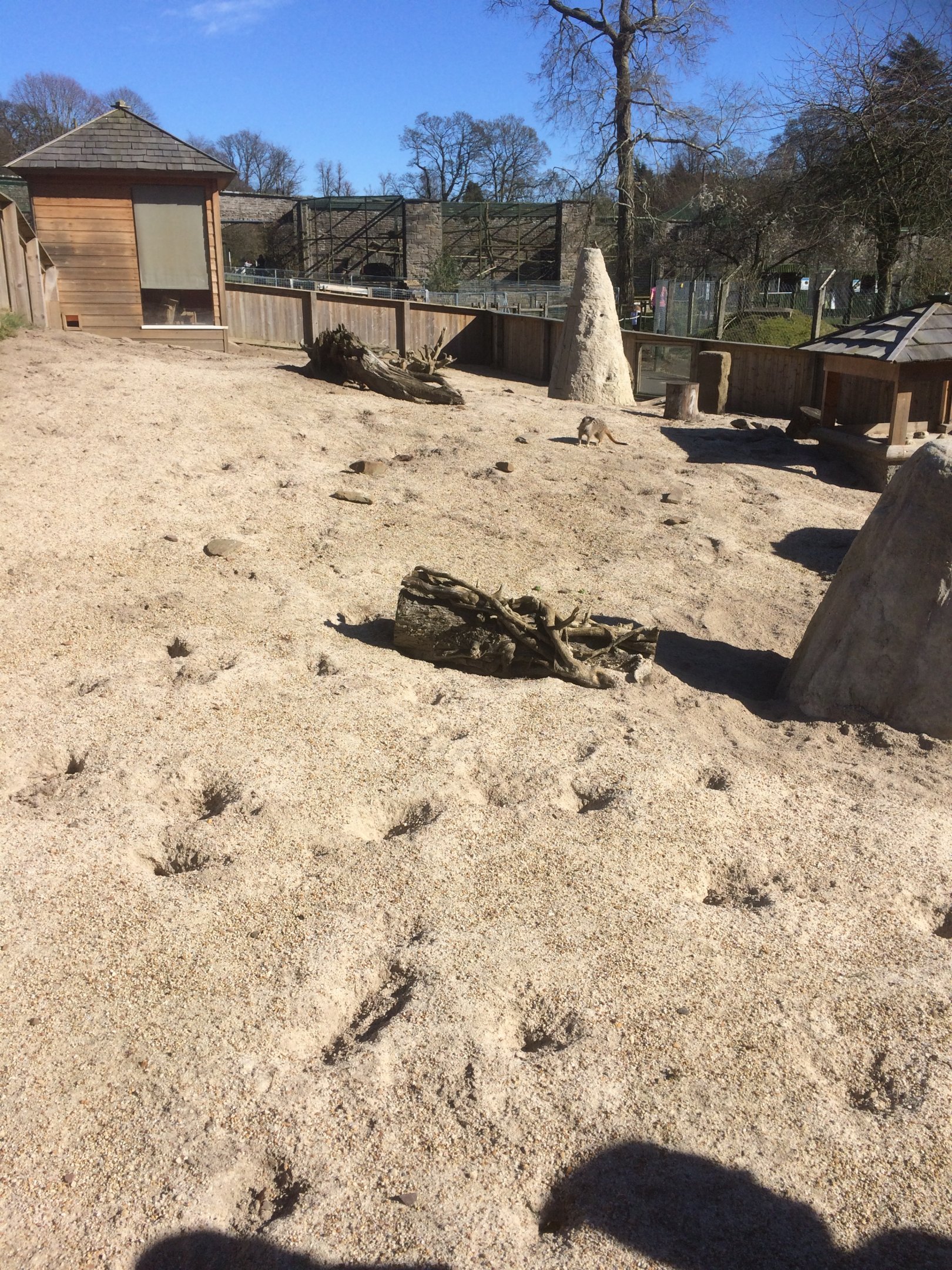 Meerkat enclosure