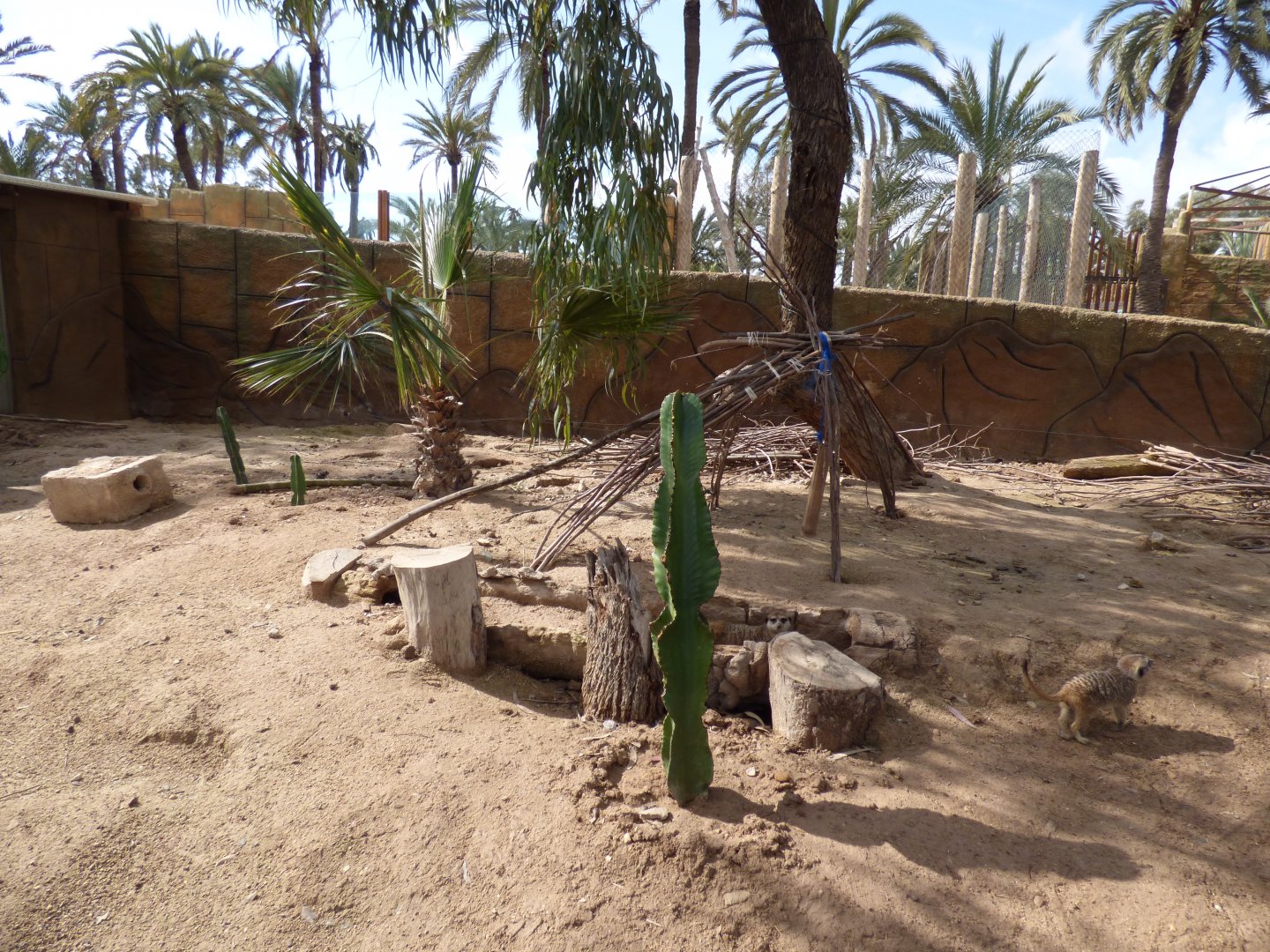 Meerkat Enclosure