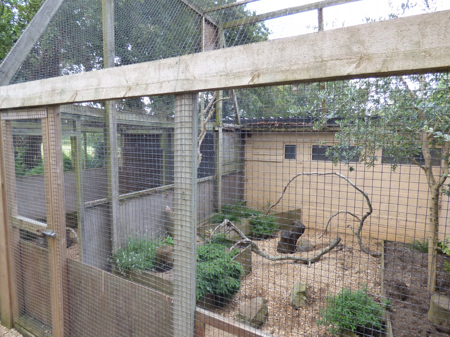 Meerkat Enclosure
