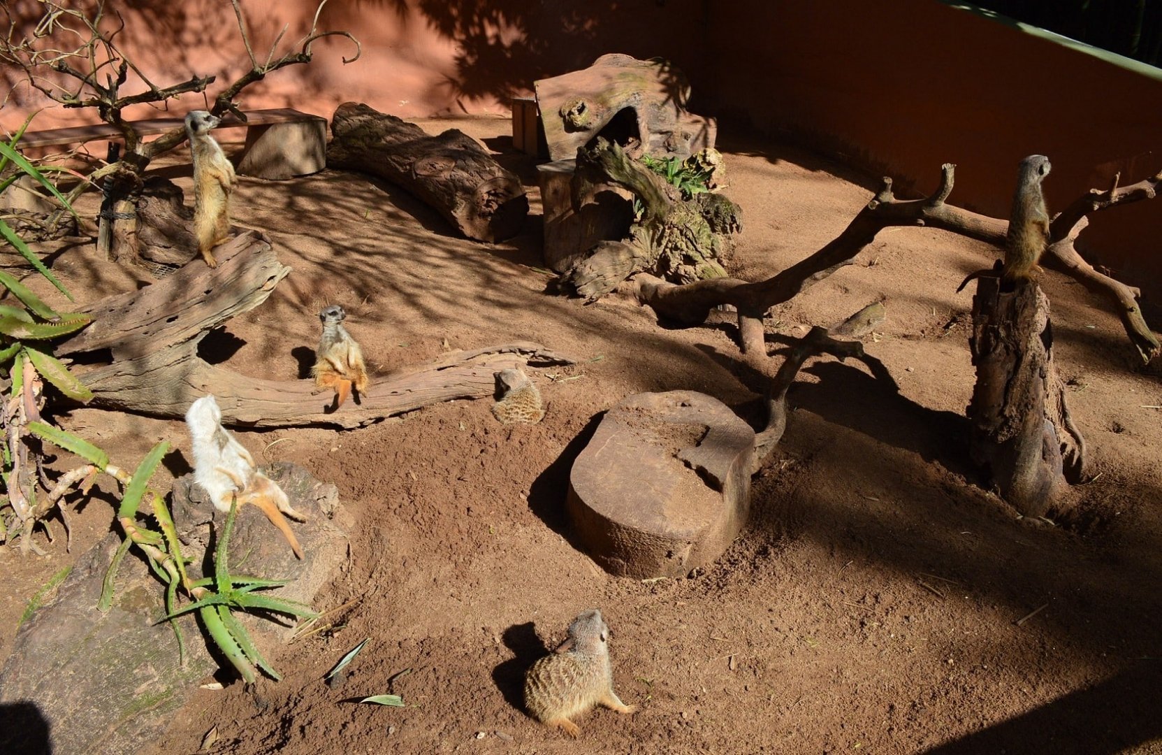 Meerkat Enclosure