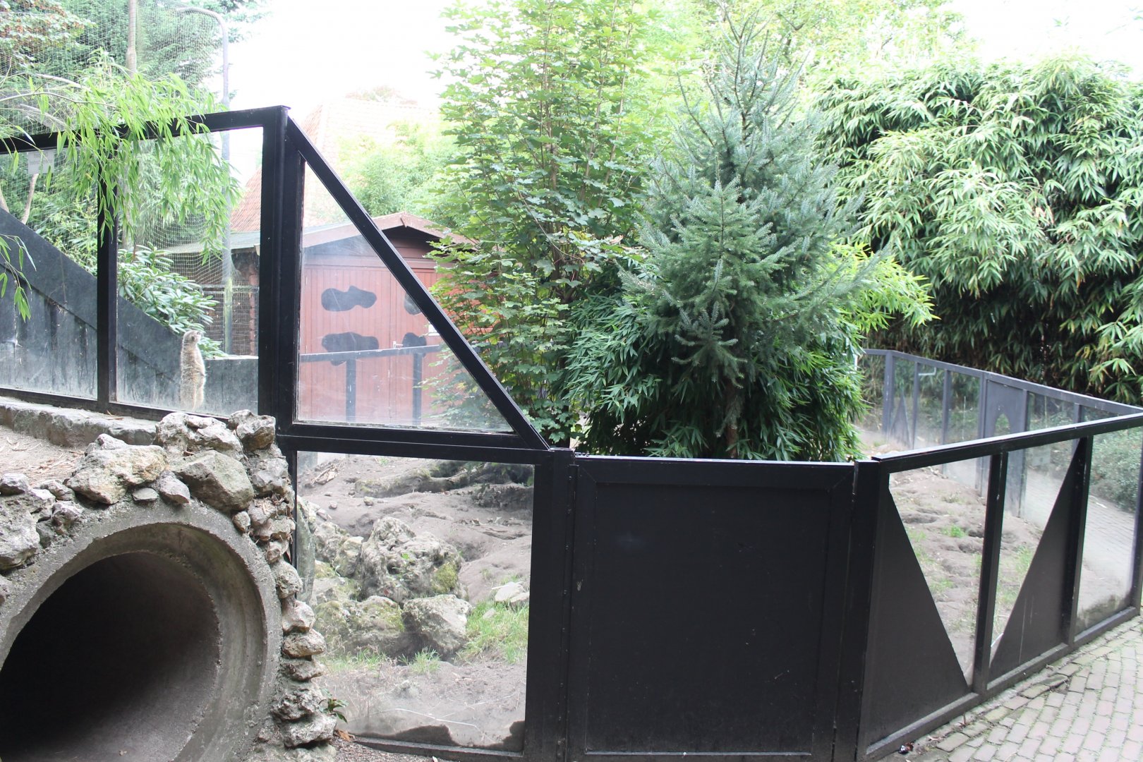 Meerkat-enclosure