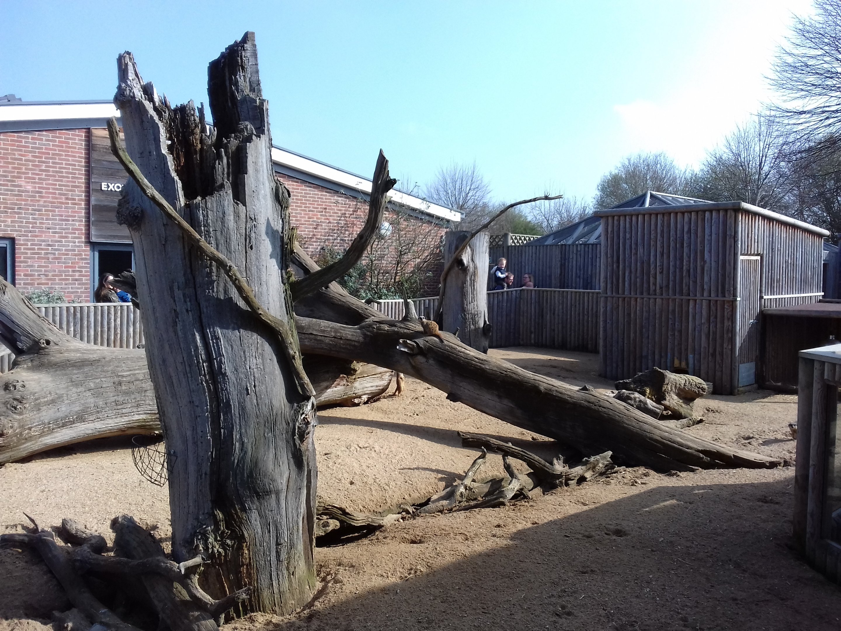 Meerkat enclosure