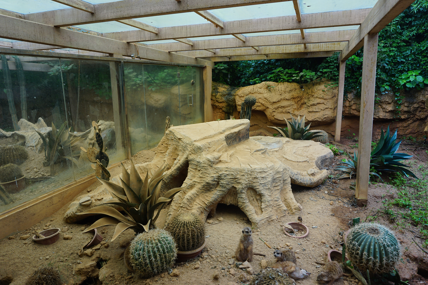 Meerkat enclosure