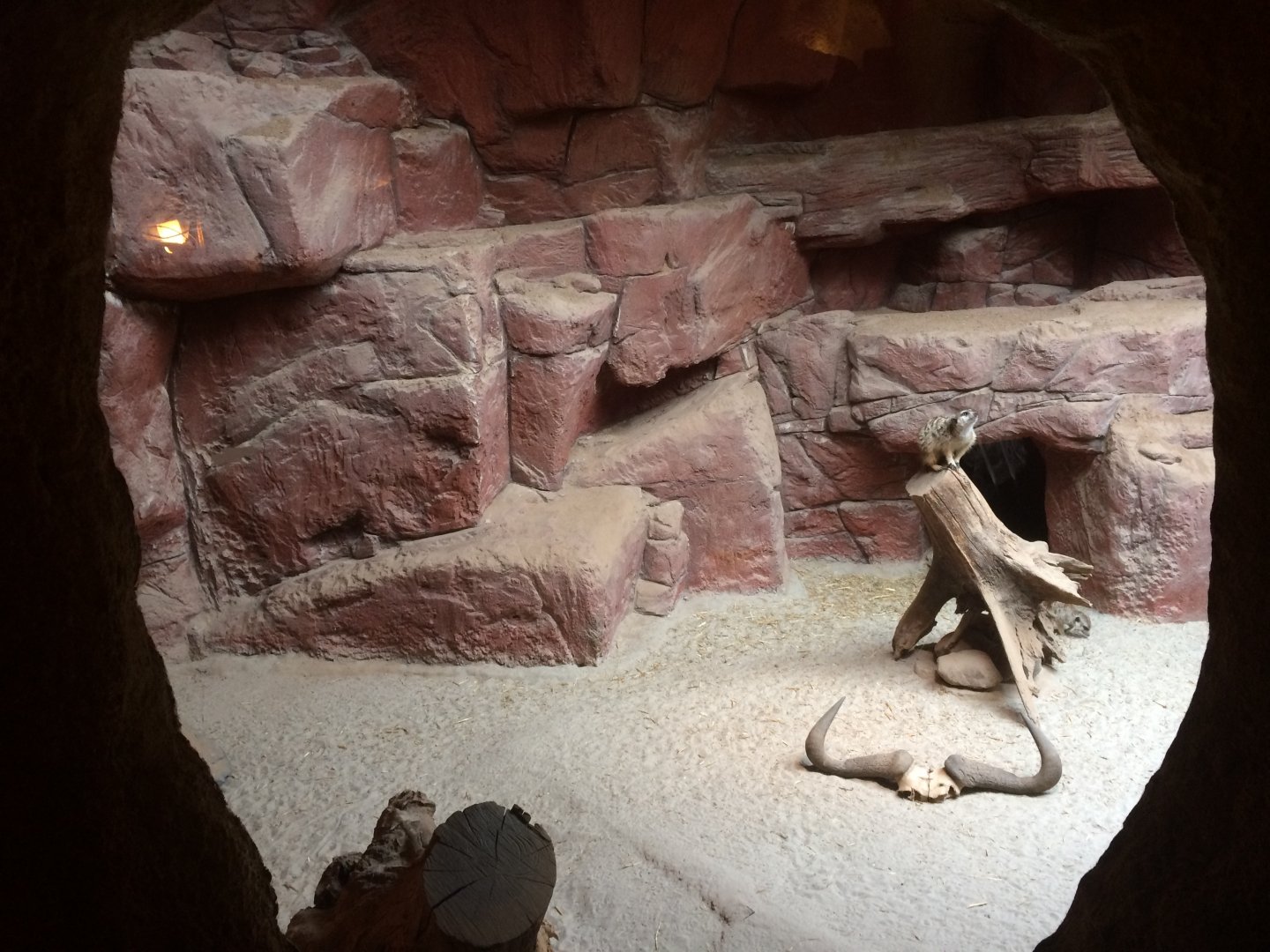 Meerkat Enclosure