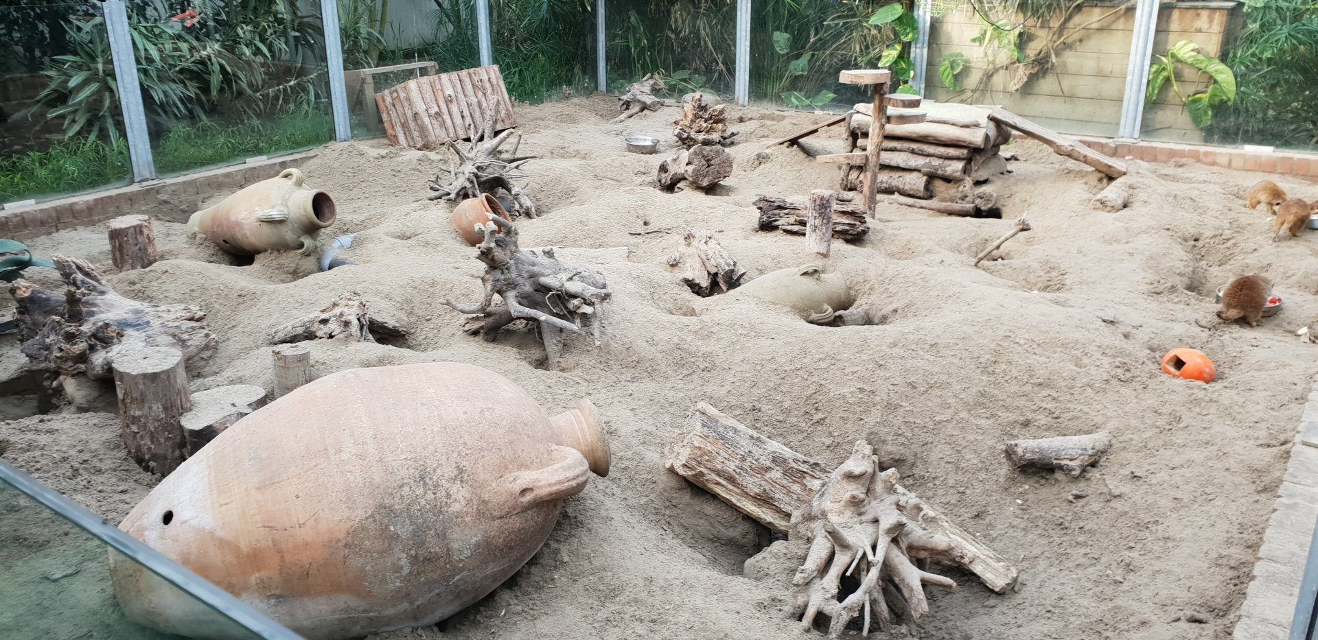 Meerkat enclosure