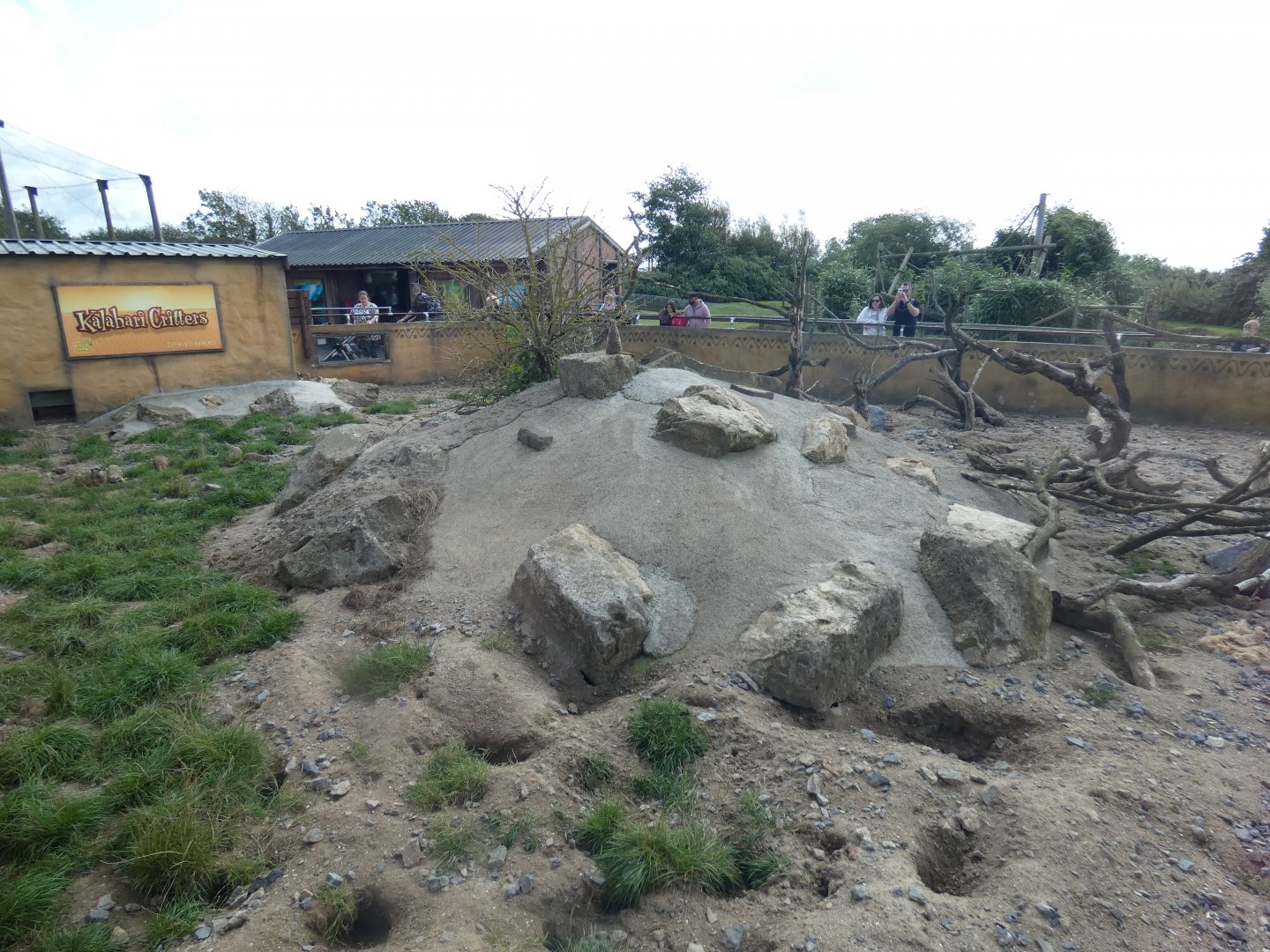 Meerkat enclosure