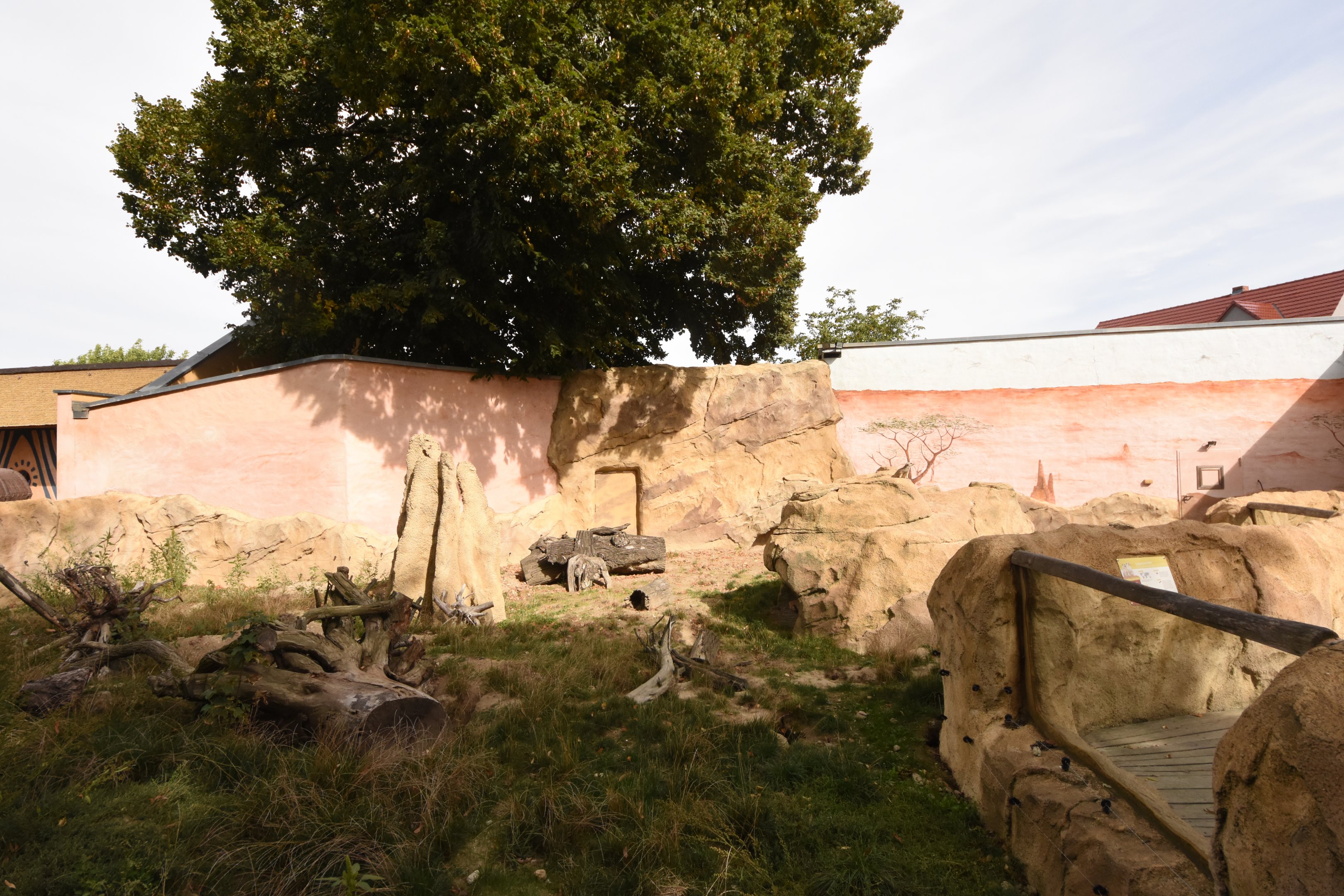 Meerkat enclosure