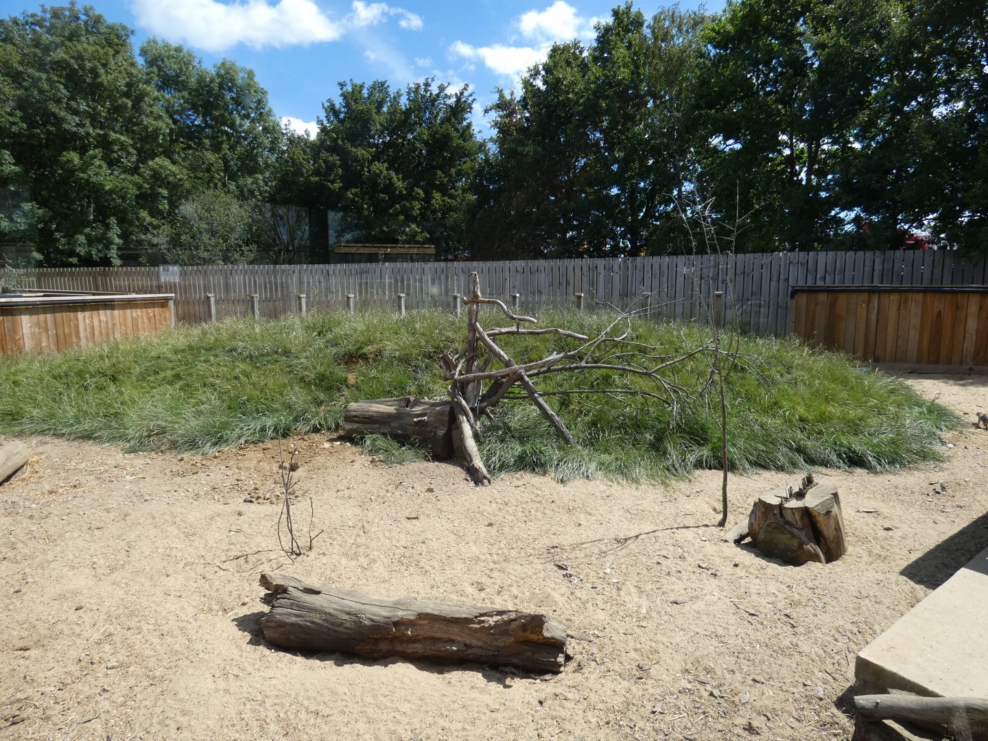 Meerkat enclosure