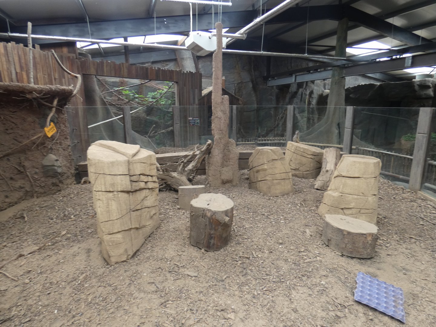 Meerkat enclosure