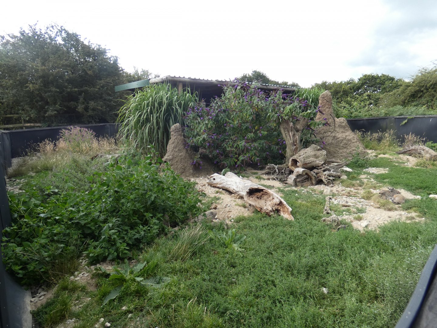 Meerkat enclosure